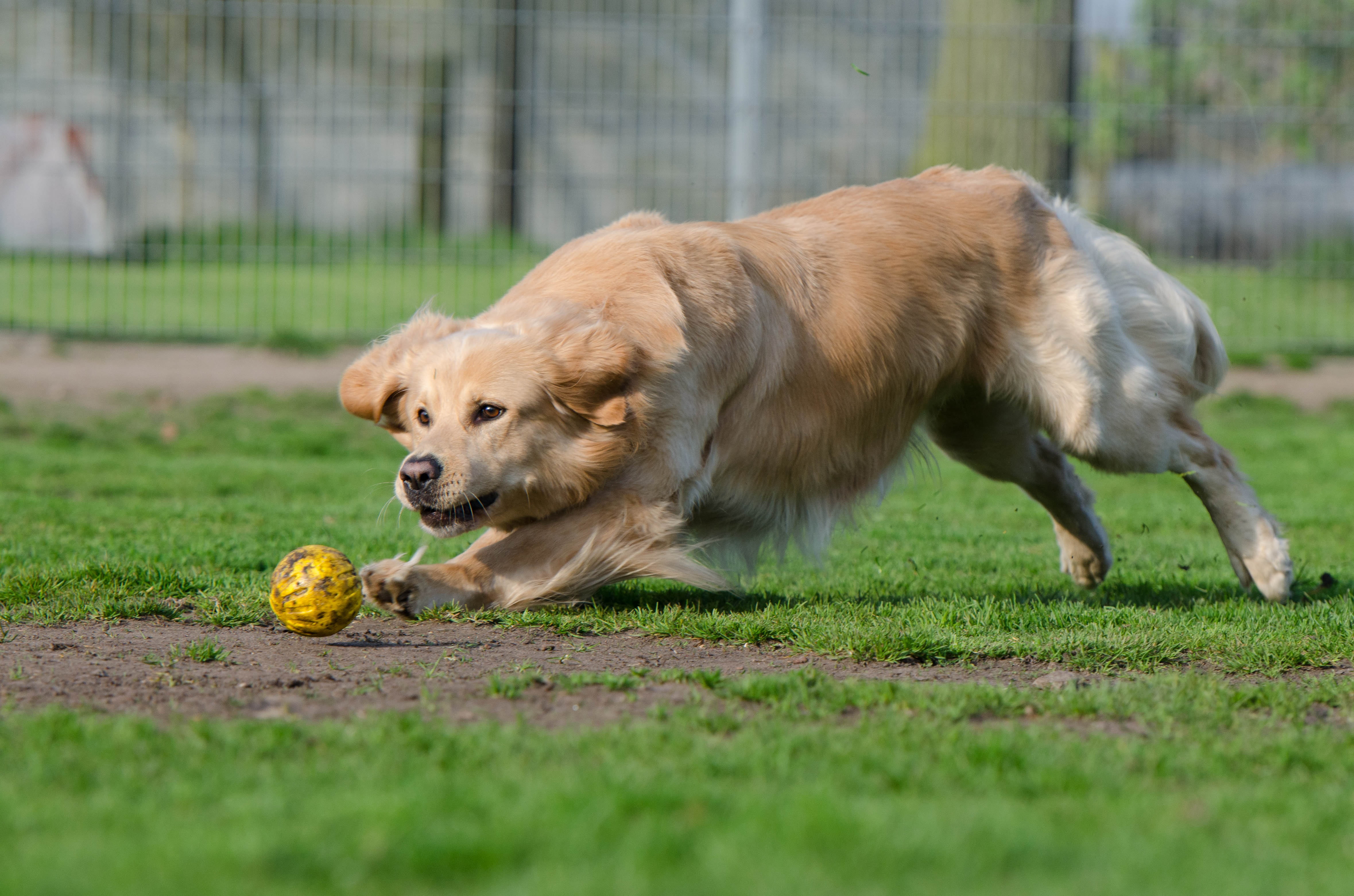 motion, running dog, grass, food and drink, golden retriever, dog, 4K, ball junkie, food, summer, animal themes, sport, one animal, pets, outdoors, mammal, HD Wallpaper