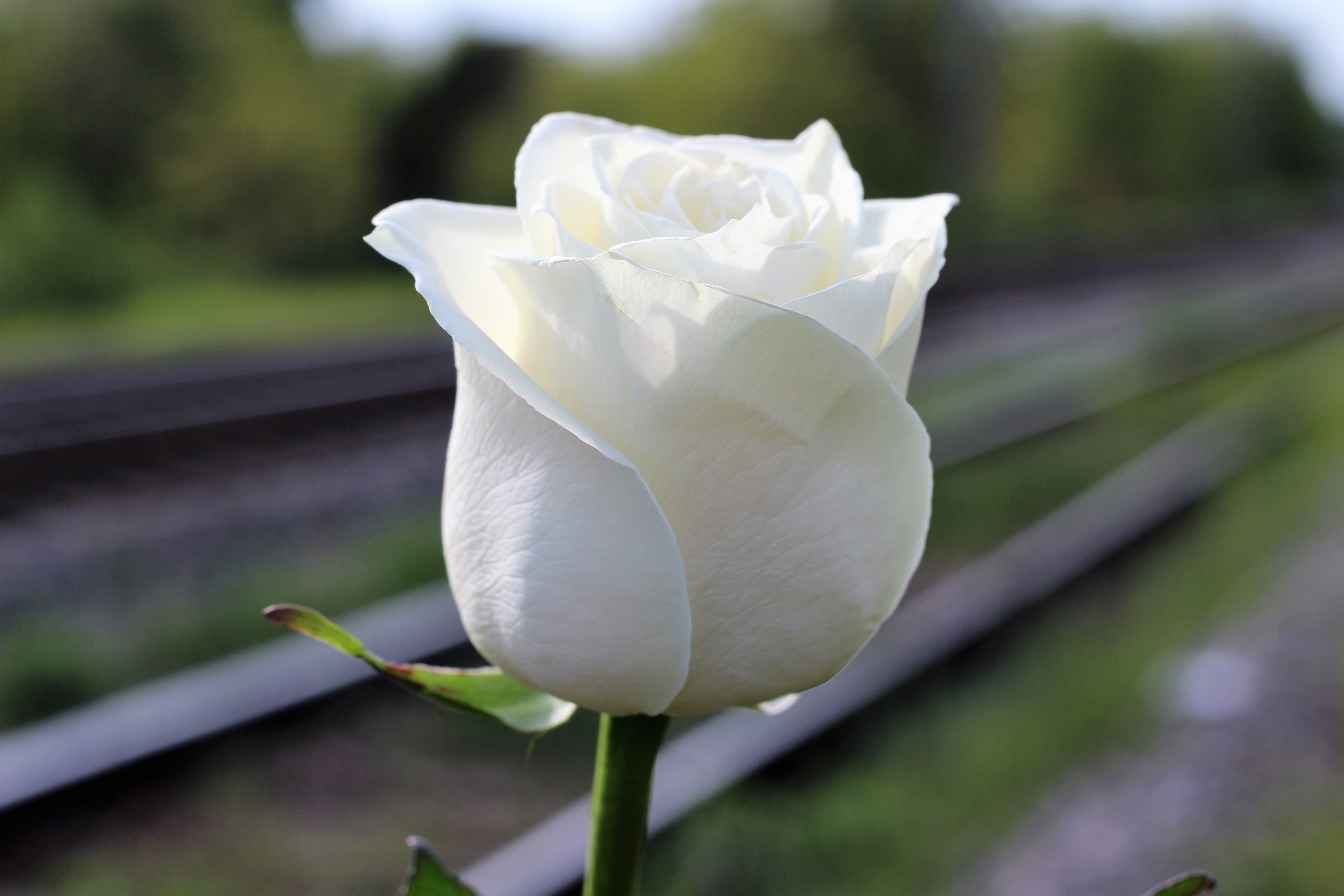 fragility, flower head, shallow, tragedy, rose, day, white, horror education system, petal, 5K, flower, protect kids, focus, stop bullying in schools, HD Wallpaper