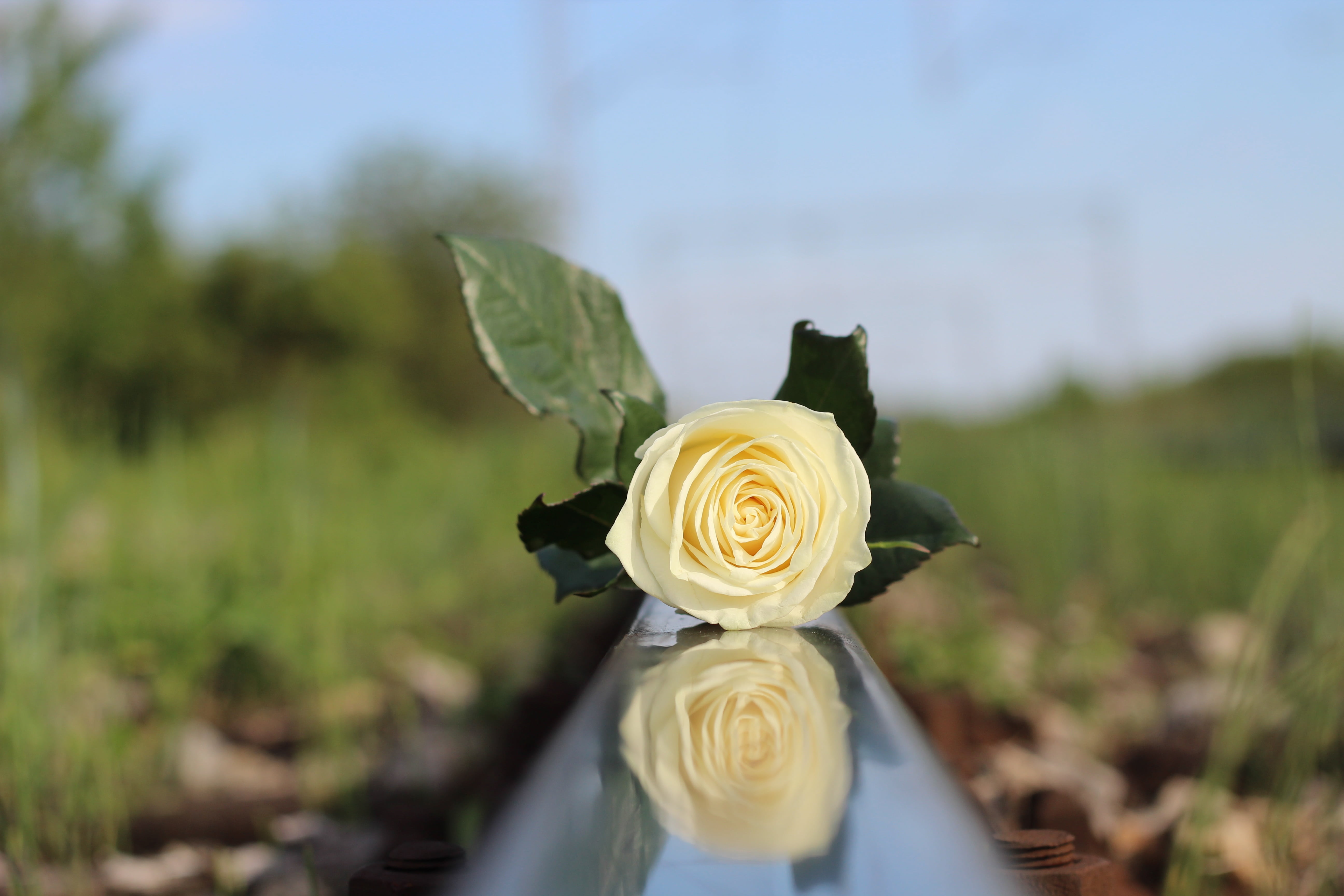 love, close-up, day, freshness, vulnerability, stop bullying in schools, 5K, tragedy, stop child suicide, heavy loss, deep sadness, academic stress, petal, HD Wallpaper