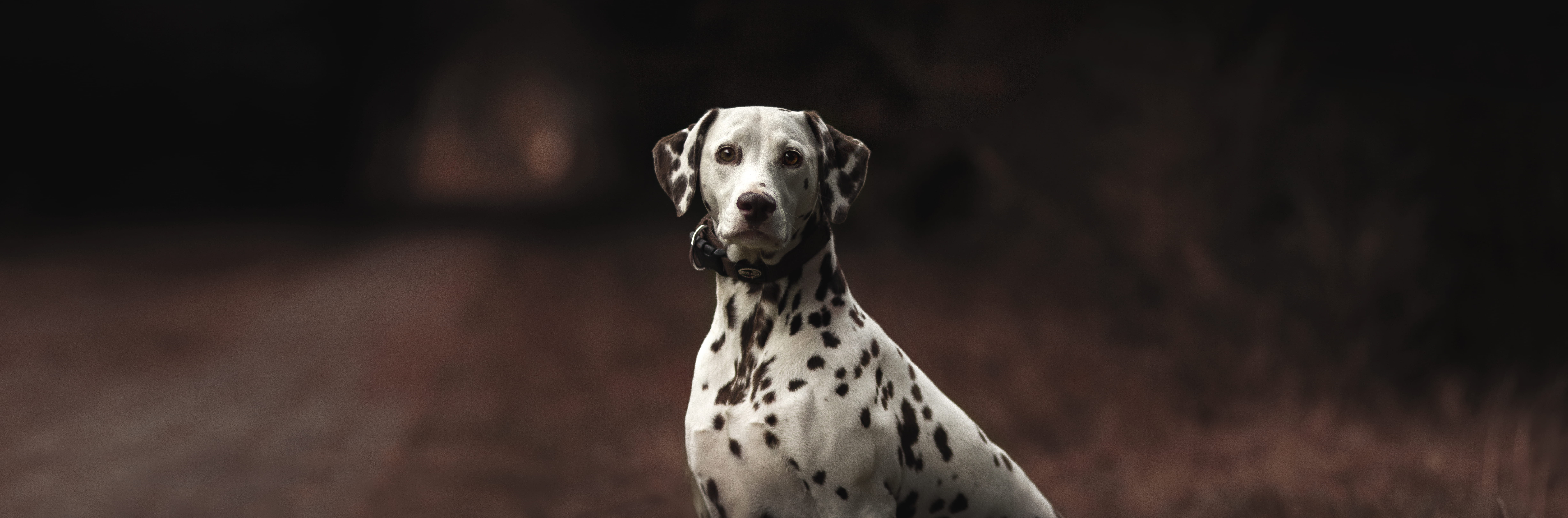 domestic, pets, road, contemplation, mammal, spotted, dog, pet, focus on foreground, vertebrate, autumn, dalmatian, no people, portrait, one animal, domestic animals, HD Wallpaper