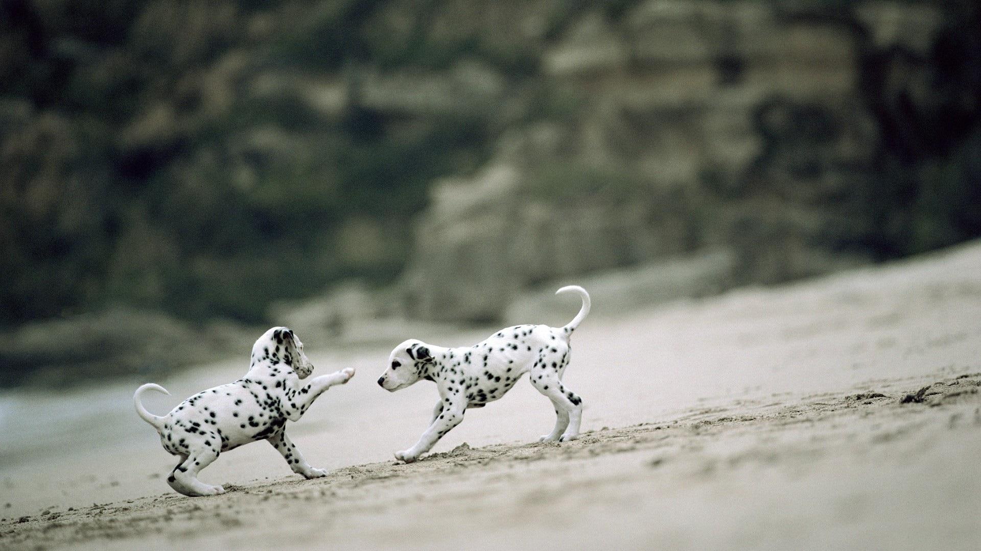 dalmatians, 1080P, dogs, animals, puppies, HD Wallpaper