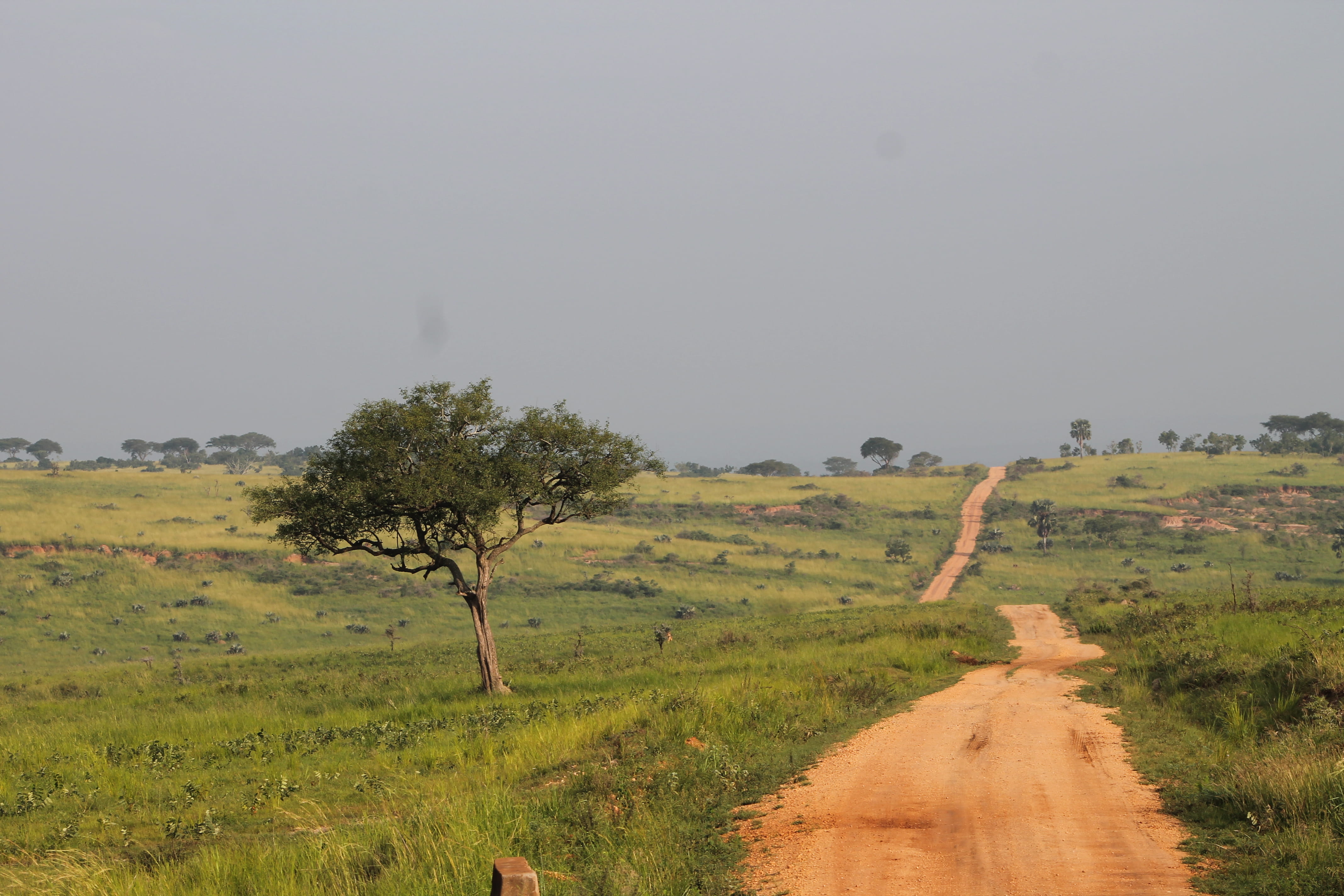 green color, environment, land, scenics - nature, trees, landscape, the way forward, beauty in nature, tranquility, uganda, field, non-urban scene, no people, HD Wallpaper
