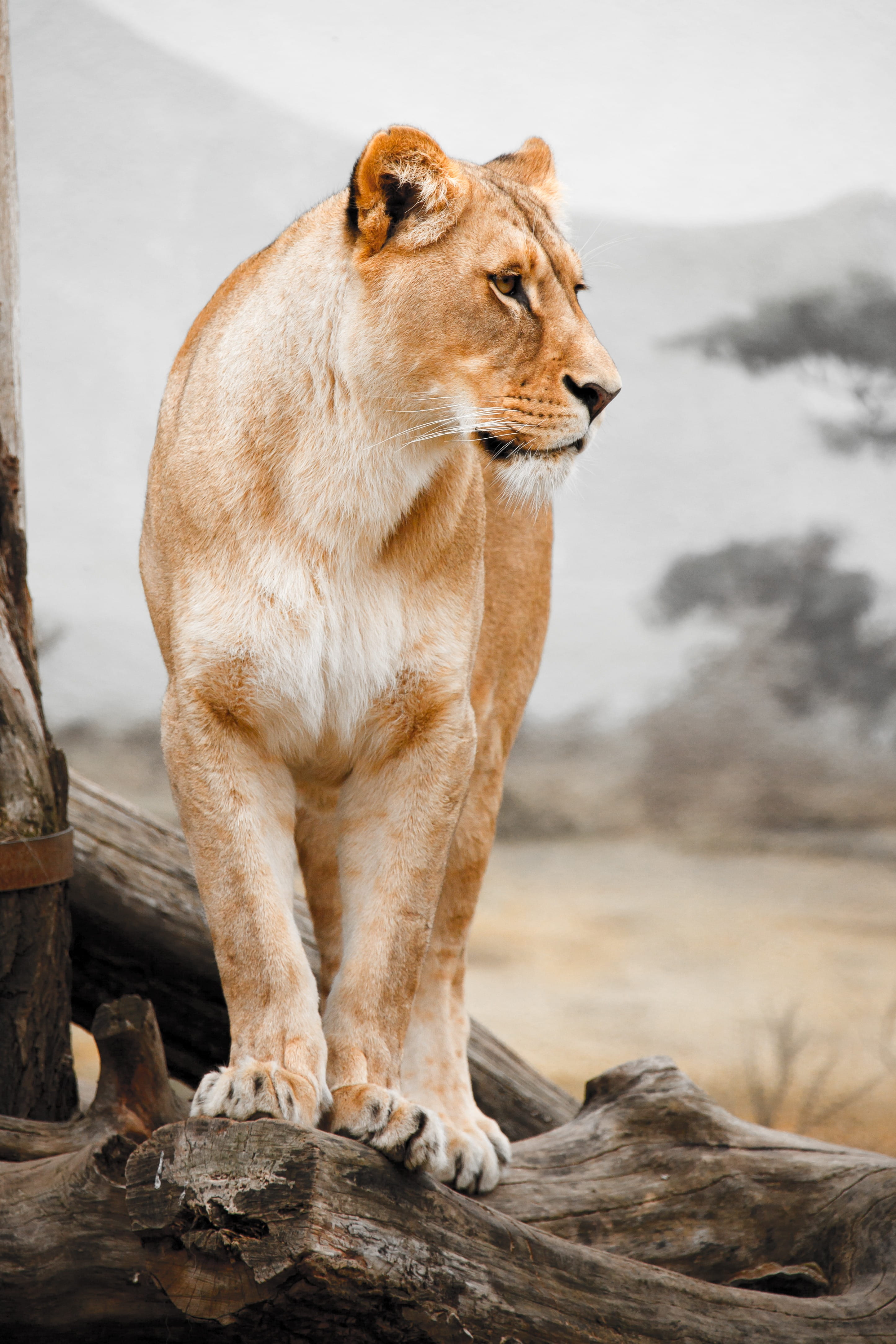 lion - Feline, predator, animal wildlife, one animal, looking, cat, vertebrate, africa, safari Animals, branch, hunter, animal, pets, focus, focus on foreground, Phone HD Wallpaper