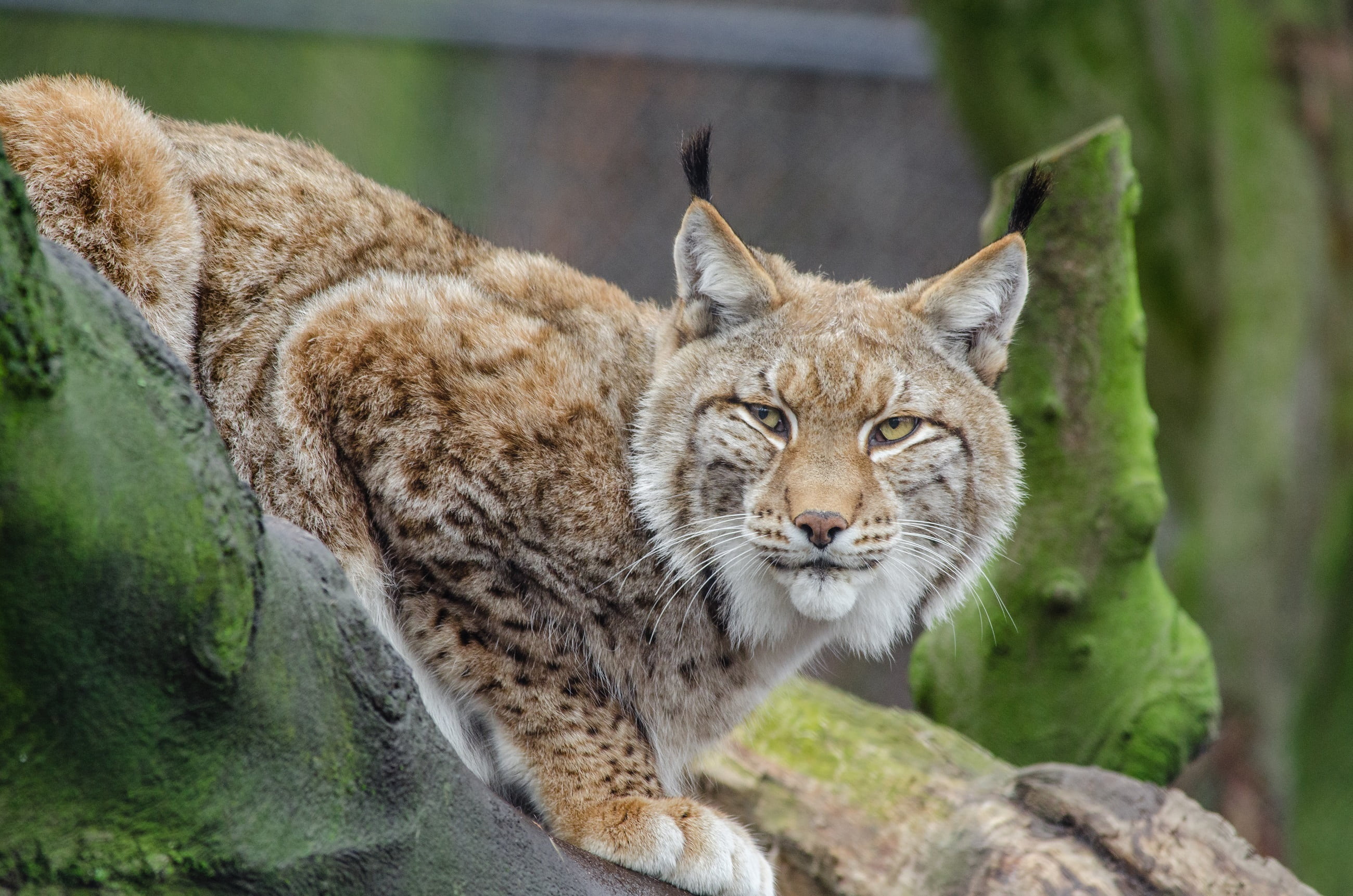big cat, carnivore, looking, animal, surface, bobcat, photography, selective, no people, crouching, brown, one animal, nature, pets, looking at camera, HD Wallpaper