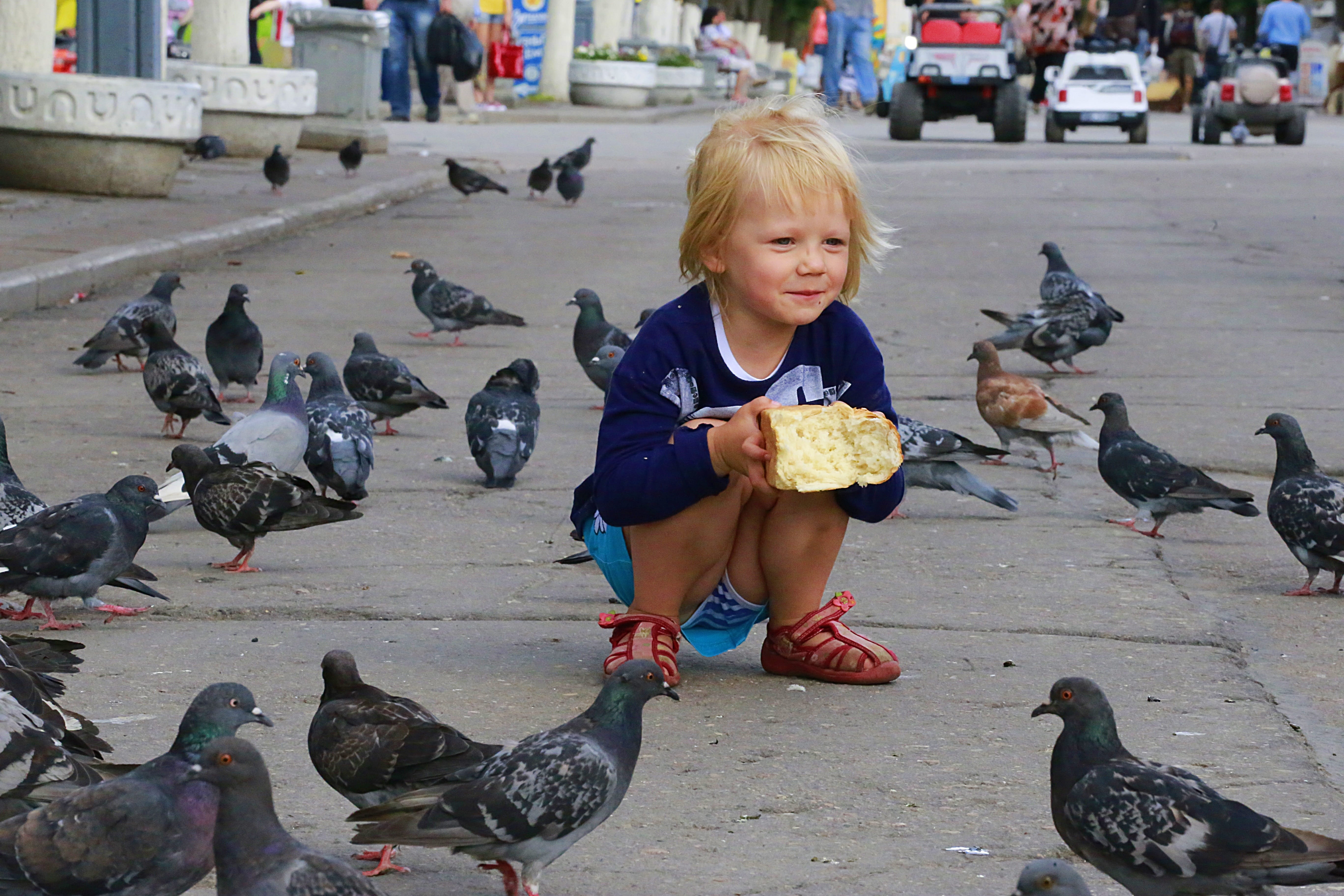 food and drink, daughter, animal wildlife, bird, city, Beauty, 5K, incidental people, animals in the wild, crouching, baby, road, pigeon, outdoors, Girl, HD Wallpaper