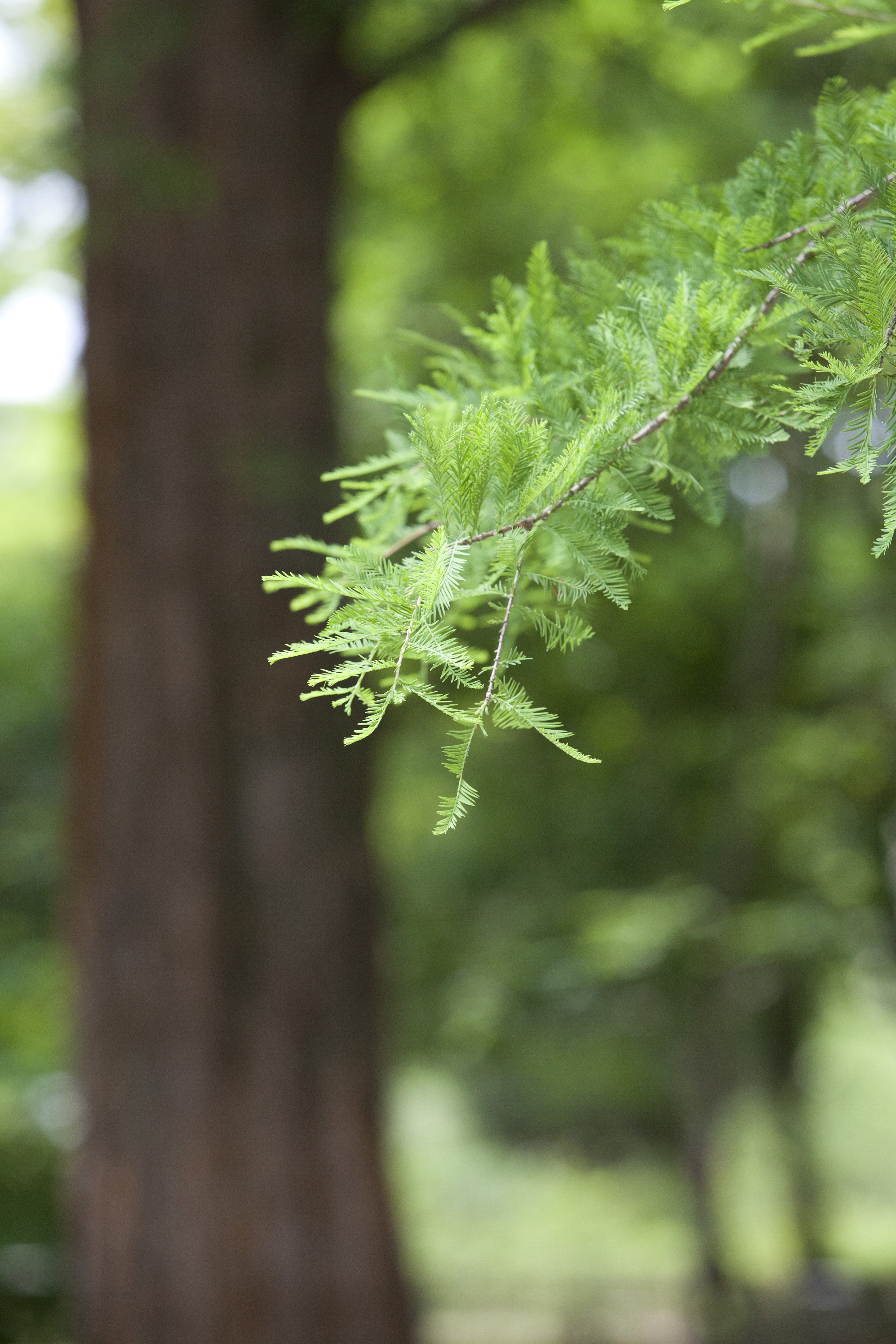leaf, plant part, green Color, plant, nature, tranquility, tree trunk, tree, forest, trunk, selective focus, botanical garden, land, growth, no people, Phone HD Wallpaper