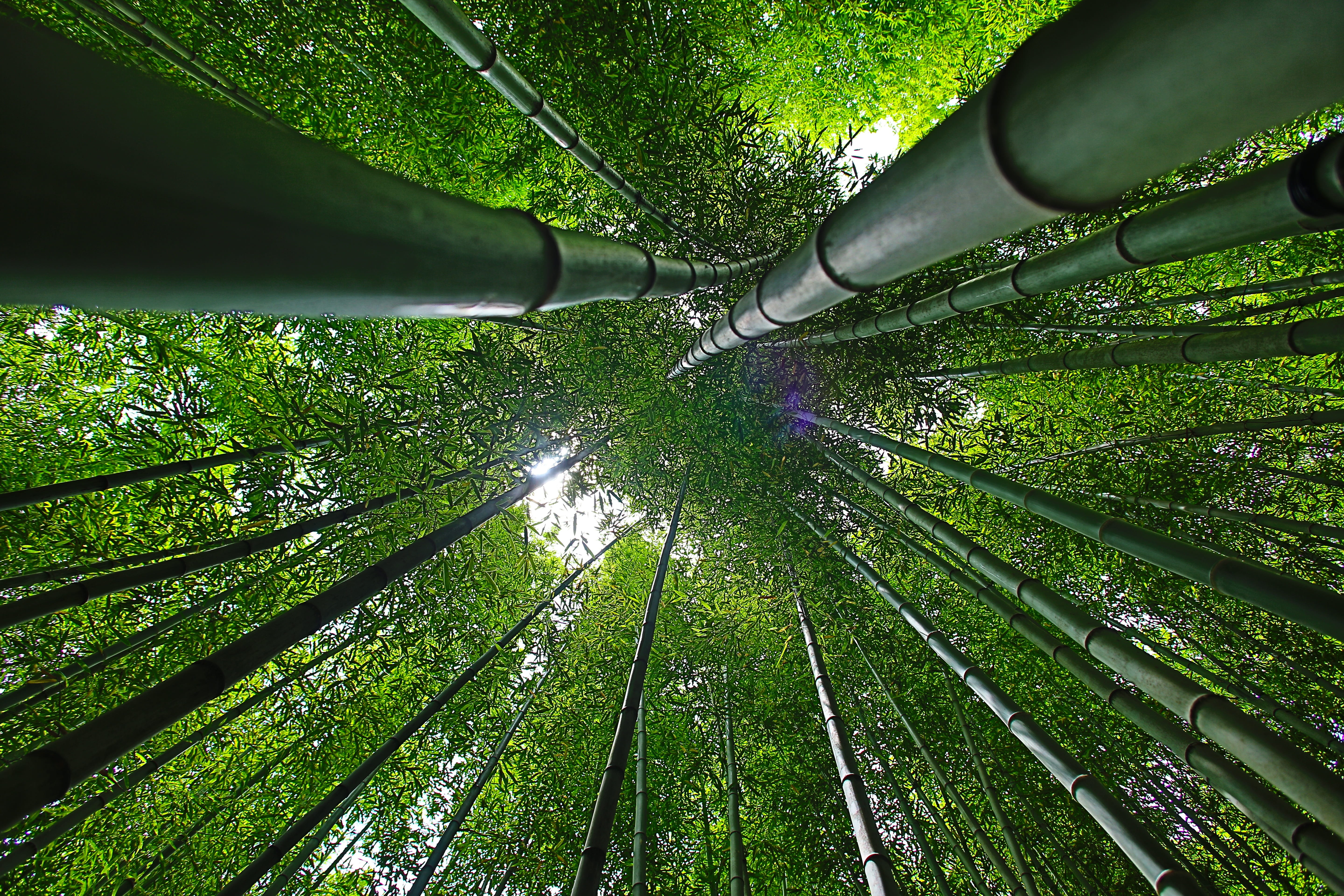 land, forest, water, bamboo, bottom, beauty in nature, 5K, outdoors, tranquil scene, no people, nature, break, grass, korea, damyang, day, green color, HD Wallpaper
