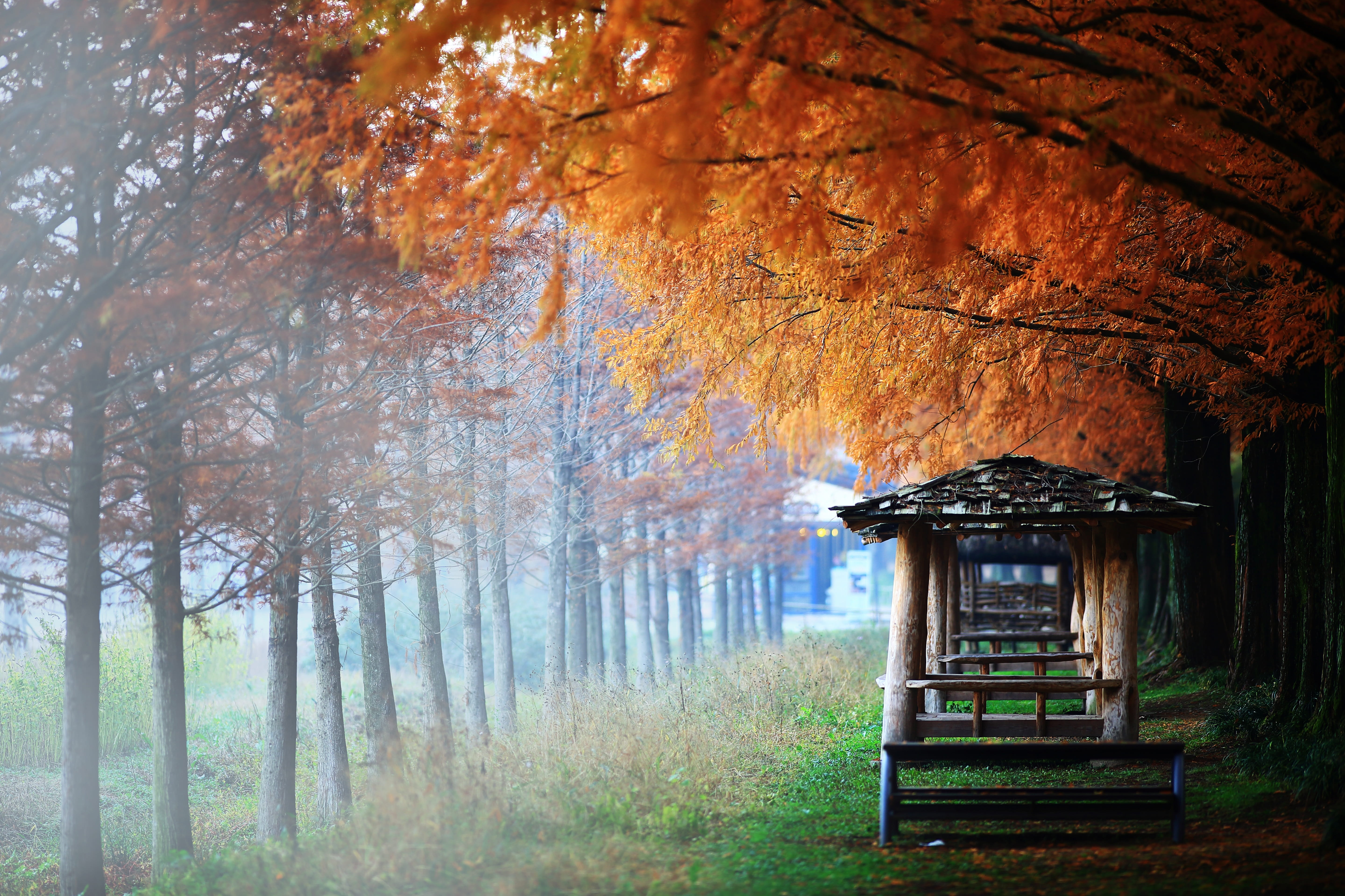 booth, tranquility, day, photo, scenics - nature, orange color, autumn, architecture, land, brown, no people, leafed, wooden, tree trunk, nature, orange, HD Wallpaper