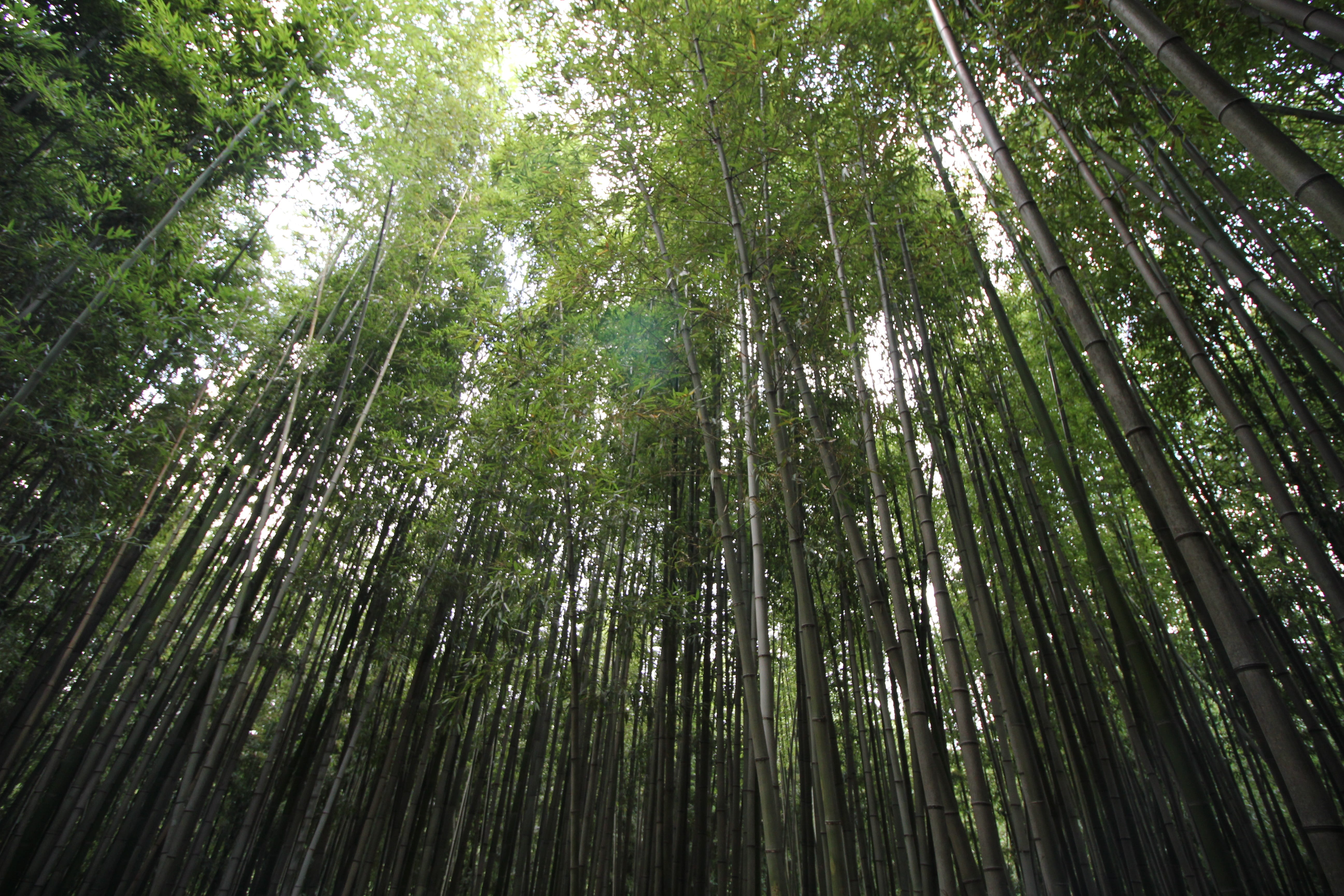 leaf, beauty in nature, tropical Climate, no People, tree, summer, bamboo, outdoors, tranquility, nature, woodland, korea, low angle view, full frame, tall - high, HD Wallpaper