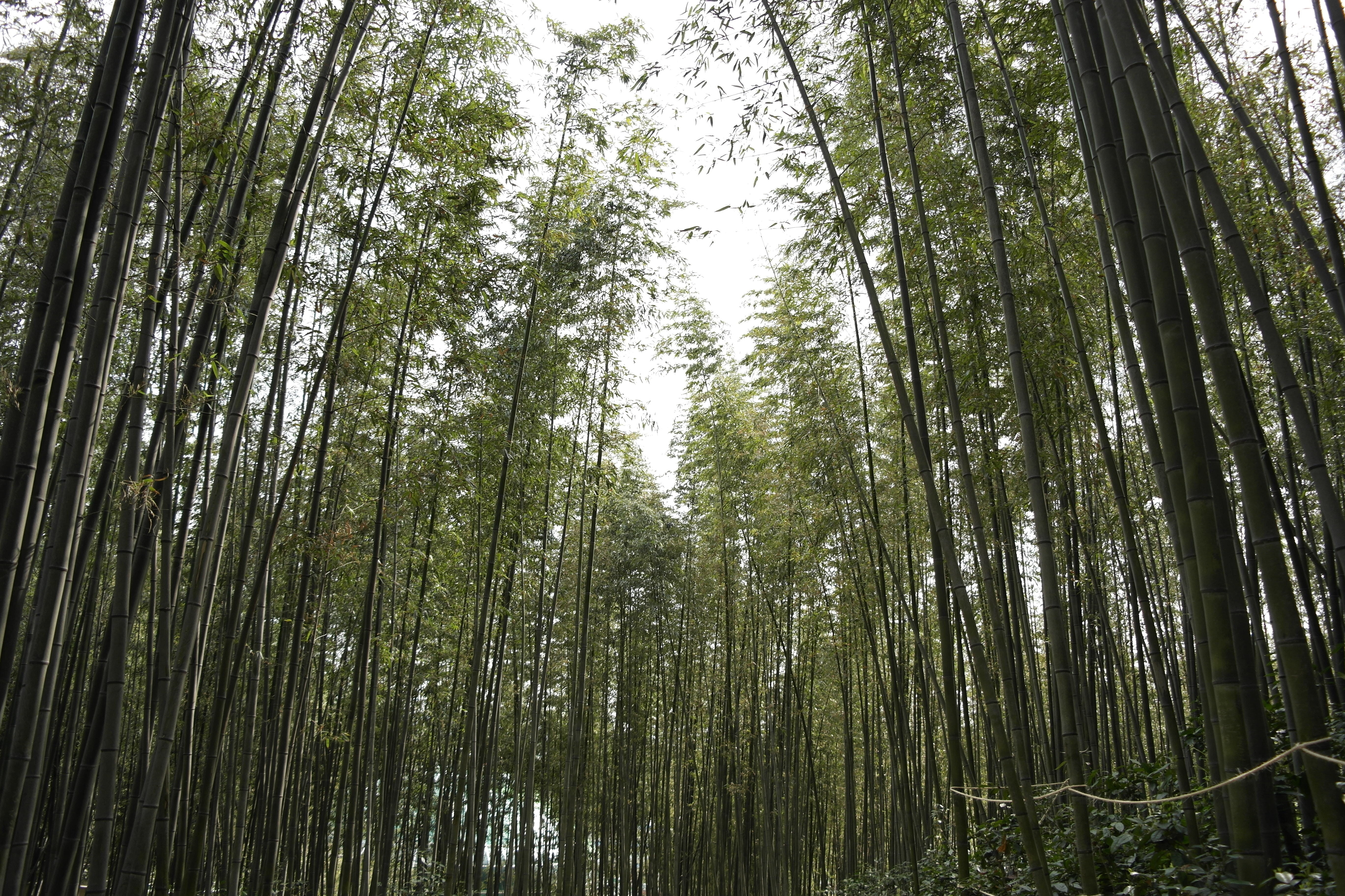 tree trunk, bamboo green, tree, plant, land, tree canopy, tranquility, tranquil scene, damyang, outdoors, no people, tall - high, beauty in nature, abundance, HD Wallpaper