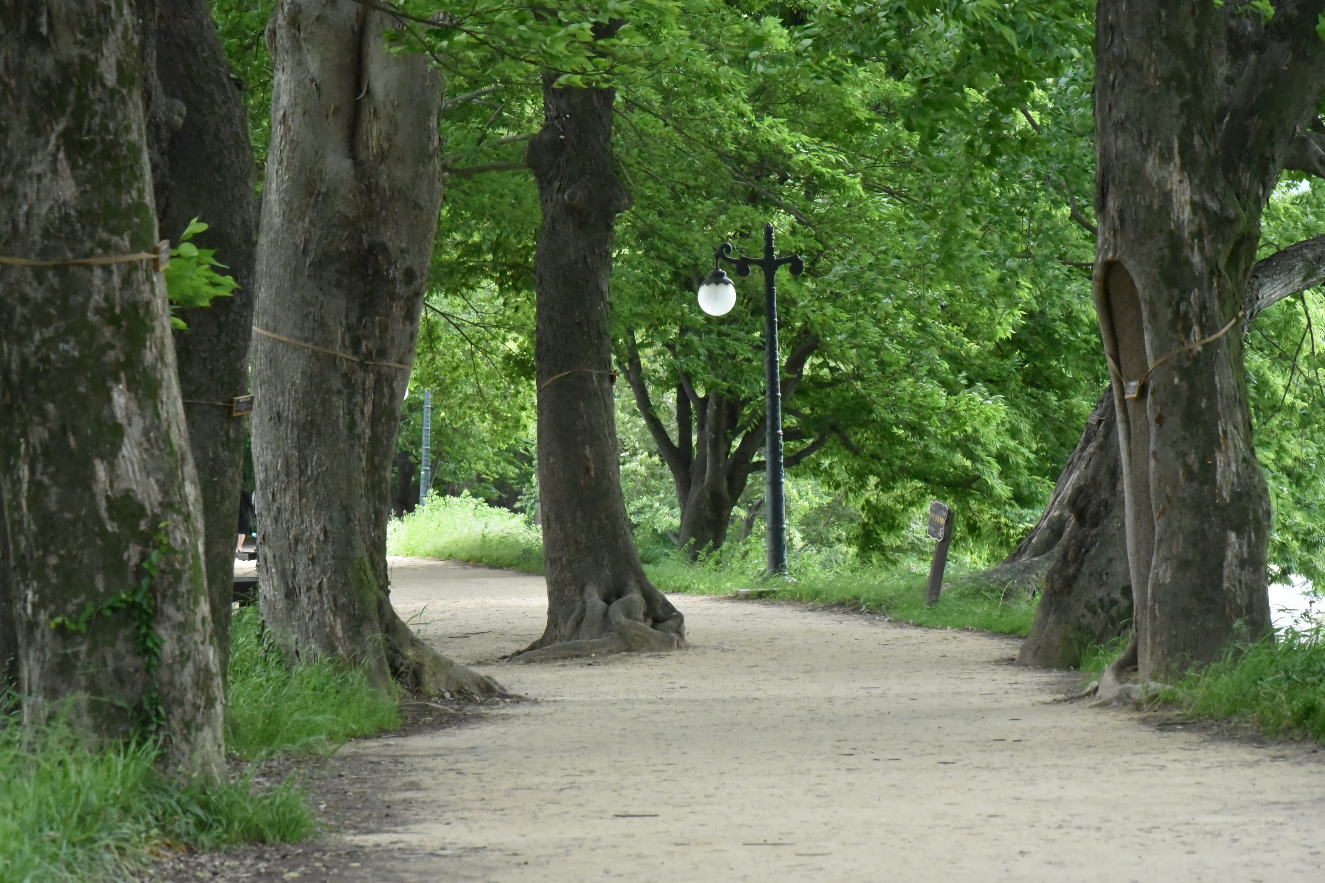 transportation, street light, lighting equipment, tree, street, abstract, land, damyang, direction, green color, day, diminishing perspective, footpath, HD Wallpaper