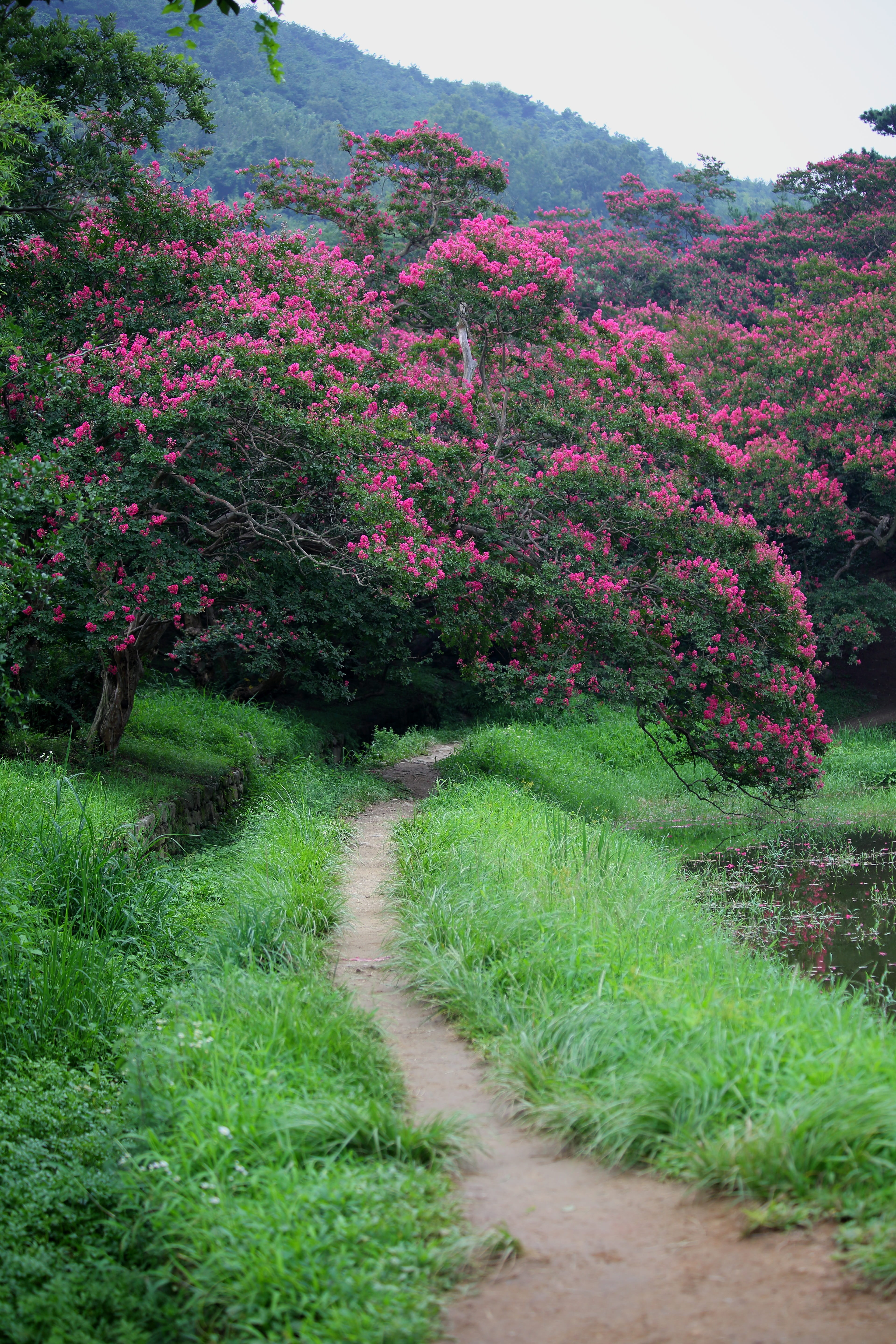 tranquility, plants, flowers, flowering plant, korean, beauty in nature, pink color, flower, travel, leaf, tree, beautiful, the way forward, tourist destination, Phone HD Wallpaper