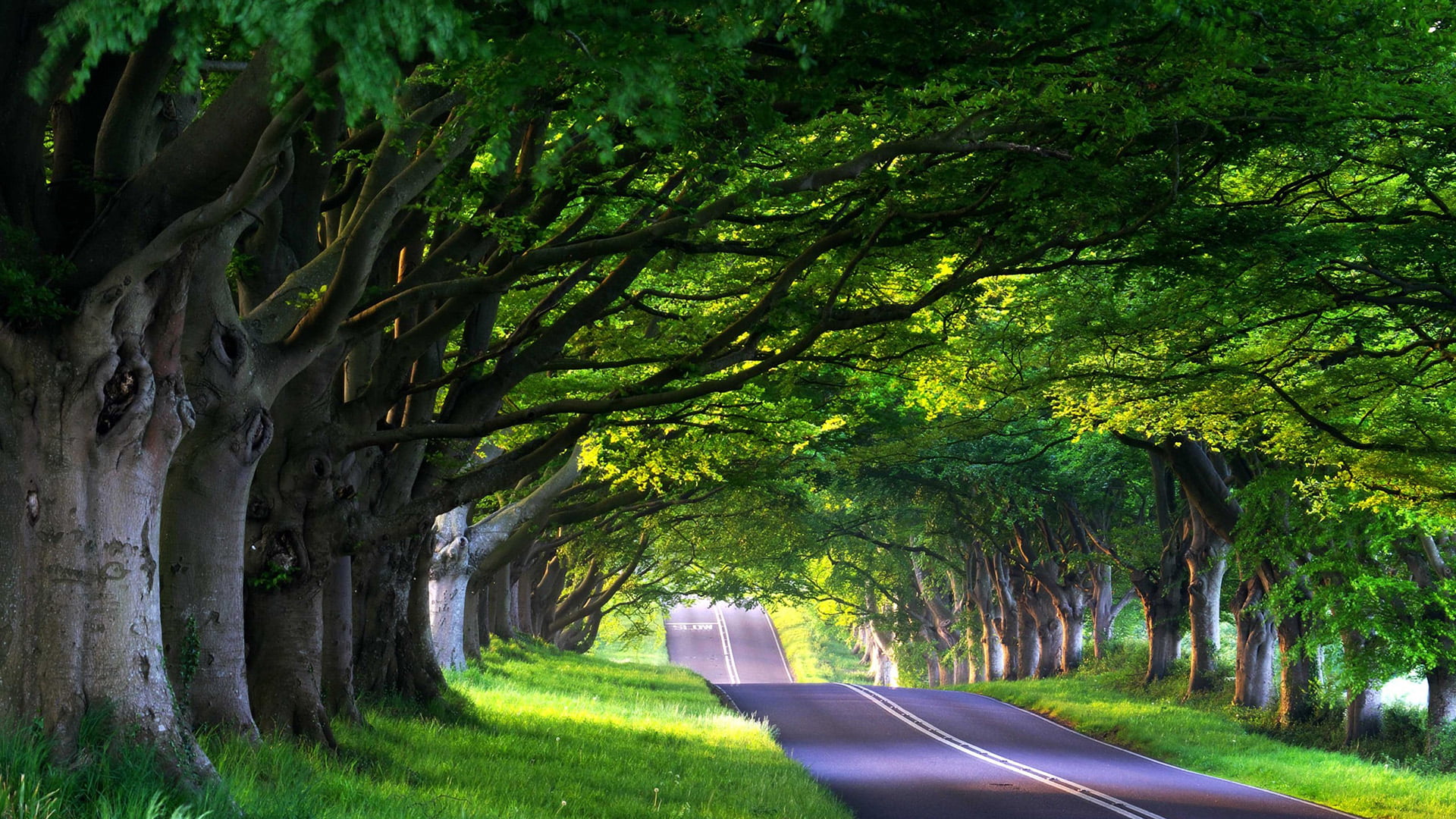 pathway, countryside, empty road, summer, grass, plant, water, leaf, foliage, sky, greenery, environment, rural, beauty in nature, branch, nature, clouds, HD Wallpaper