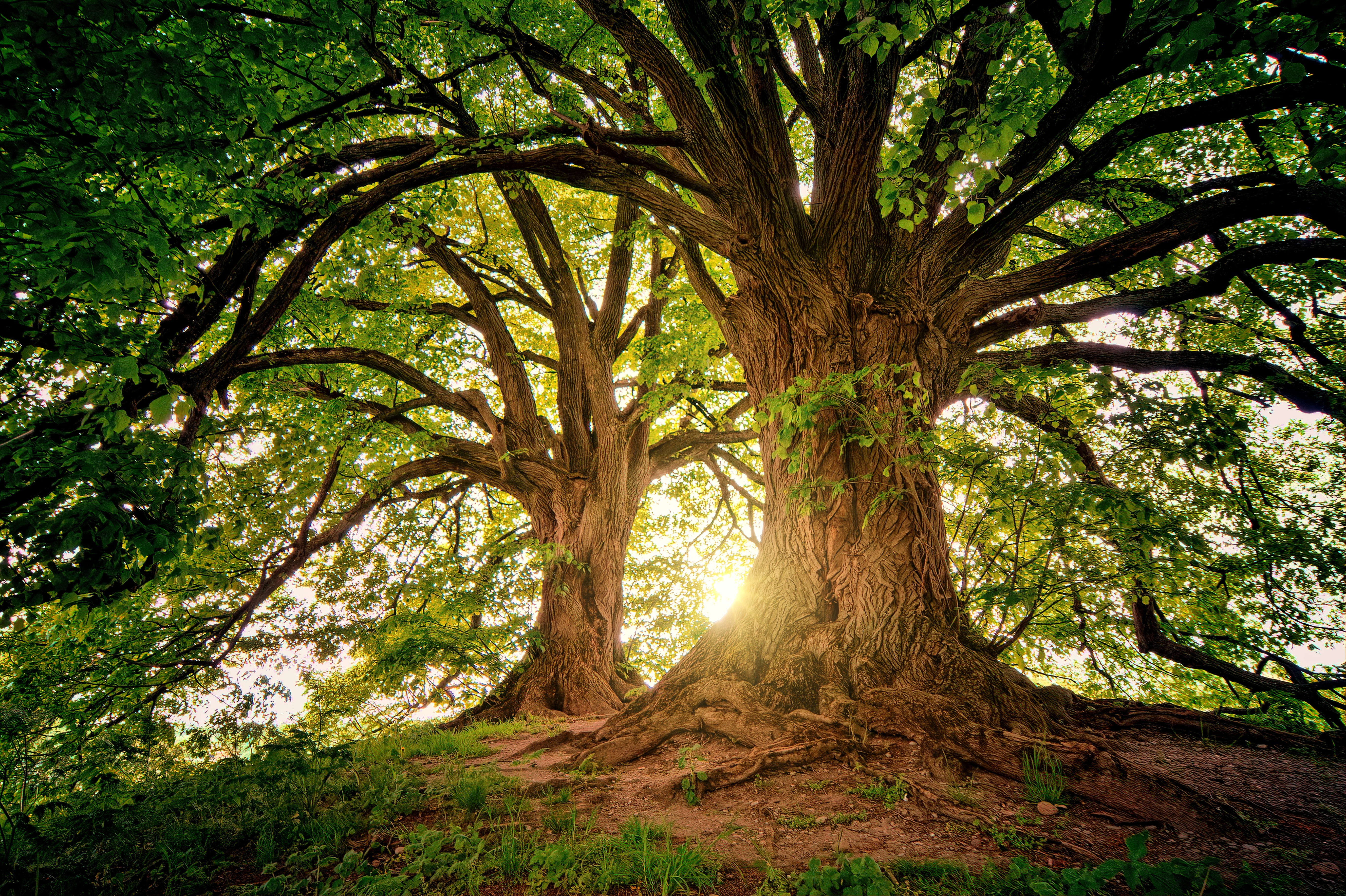 green color, tree, environment, sunbeam, green, rays, spring, woodland, day, outdoors, wood, landscape, summer, land, plant, sunlight, low angle view, branch, HD Wallpaper