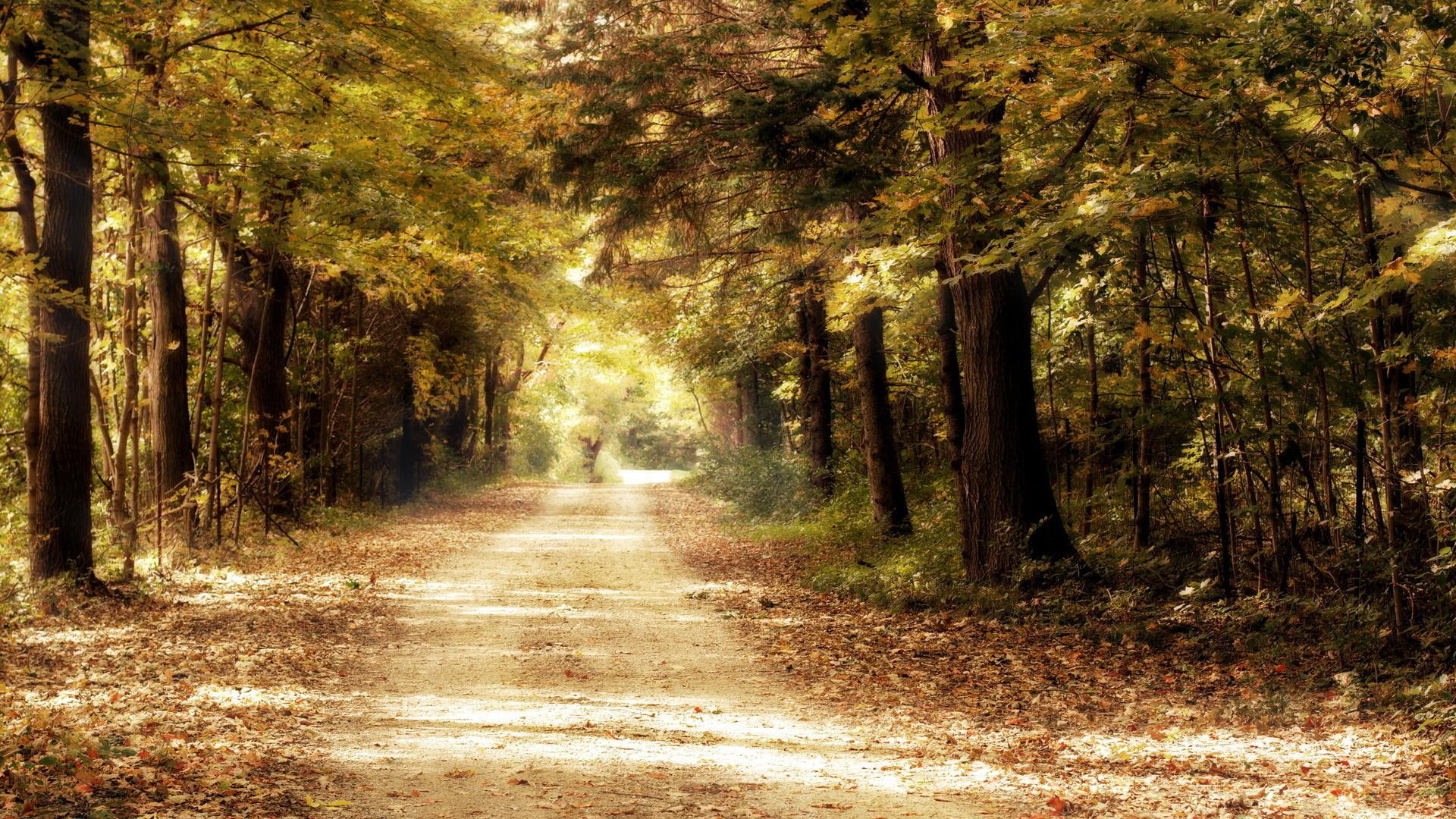grass, in the woods, trees, woods, 1080P, nature and landscapes, forest, green, beautiful, brown, leaves, HD Wallpaper