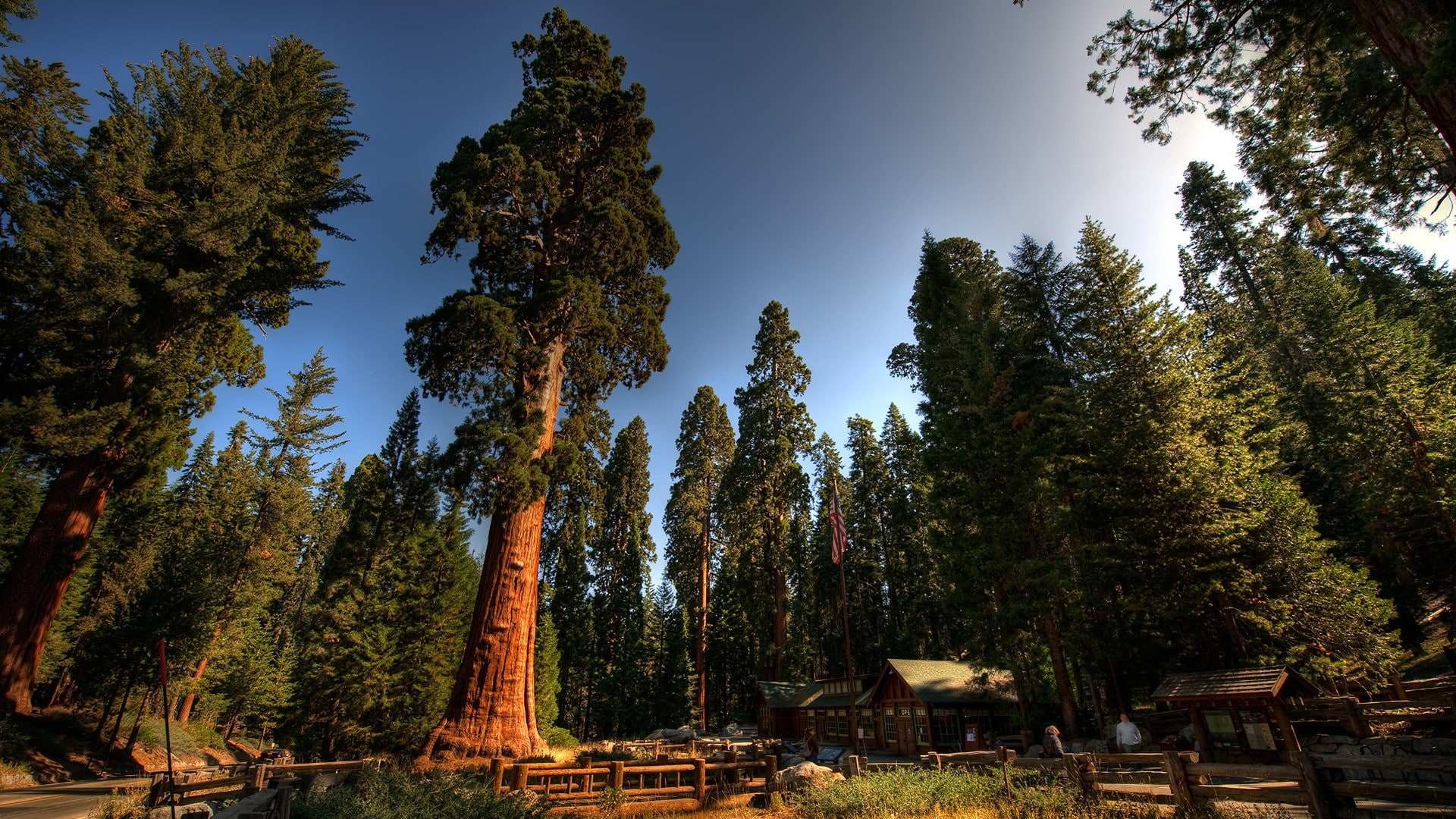 forest, nature, outdoors, land, beauty in nature, tranquil scene, sequoias, sky, low angle view, trees, scenics - nature, trunk, tree, tranquility, sunlight, HD Wallpaper