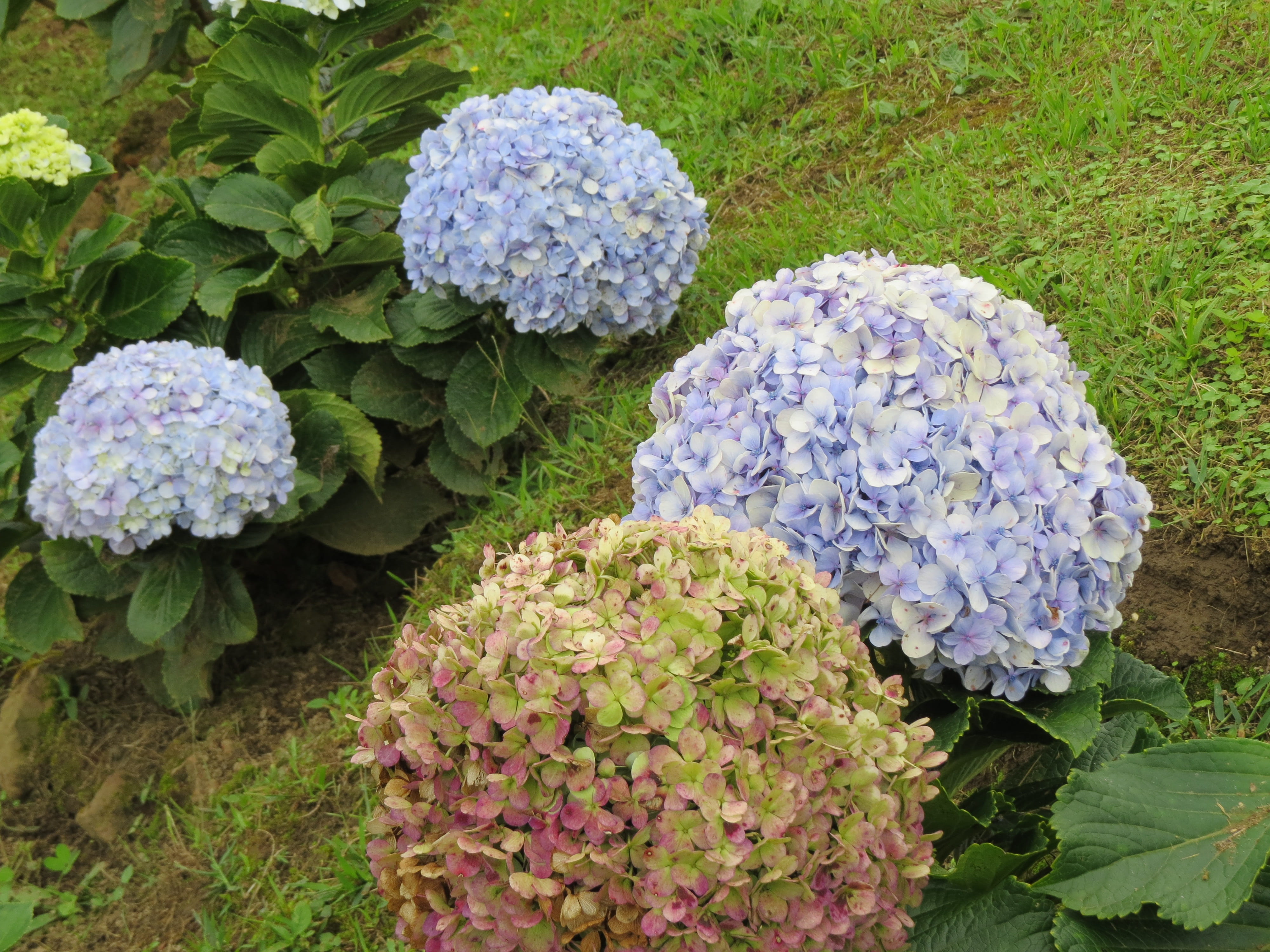 hortensias, leaf, strength, ecology, high angle view, beauty in nature, sign, eventide, environment, travel, day, time, accessibility, green color, freshness, HD Wallpaper