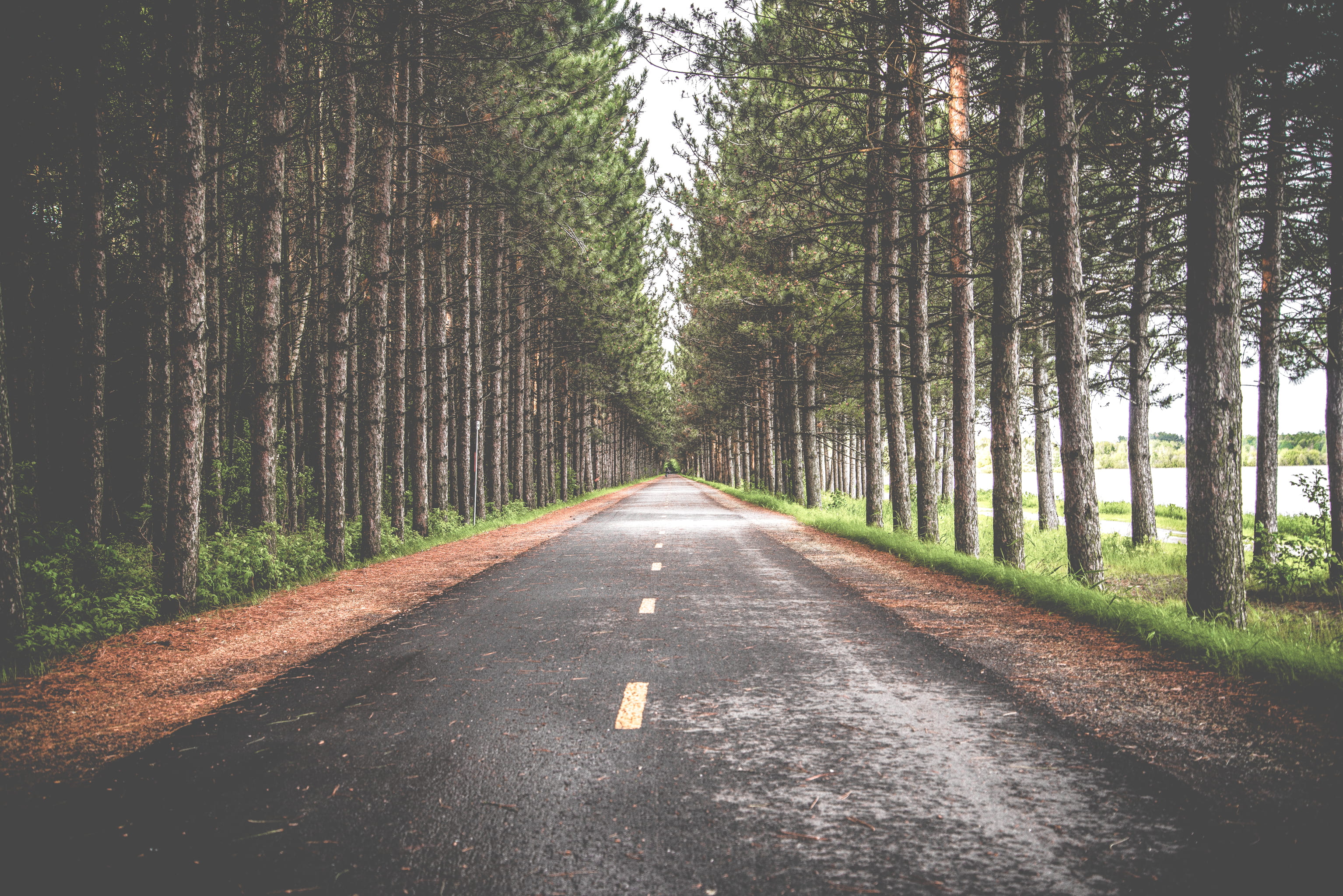 tranquility, beauty in nature, direction, diminishing perspective, long, tree, trees, transportation, tree trunk, empty, growth, avenue, road, path, outdoors, HD Wallpaper
