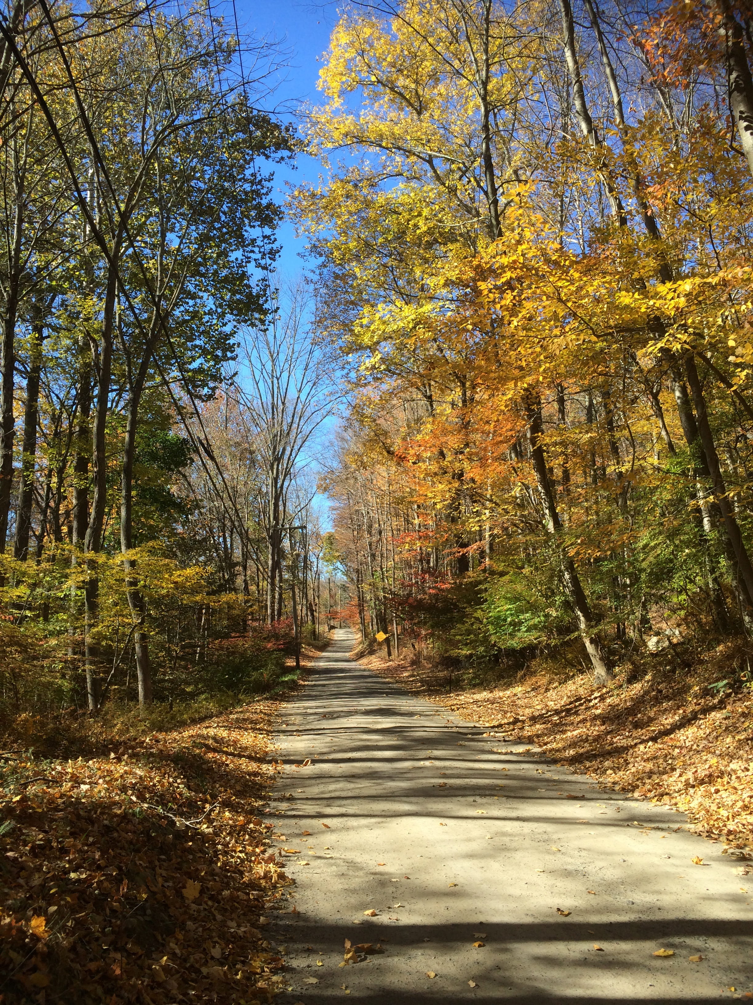 Forest, scenic, country, green, diminishing perspective, new england, sky, transportation, beauty in nature, Leaves, travel, outdoor, Road, leaf, wood, Phone HD Wallpaper