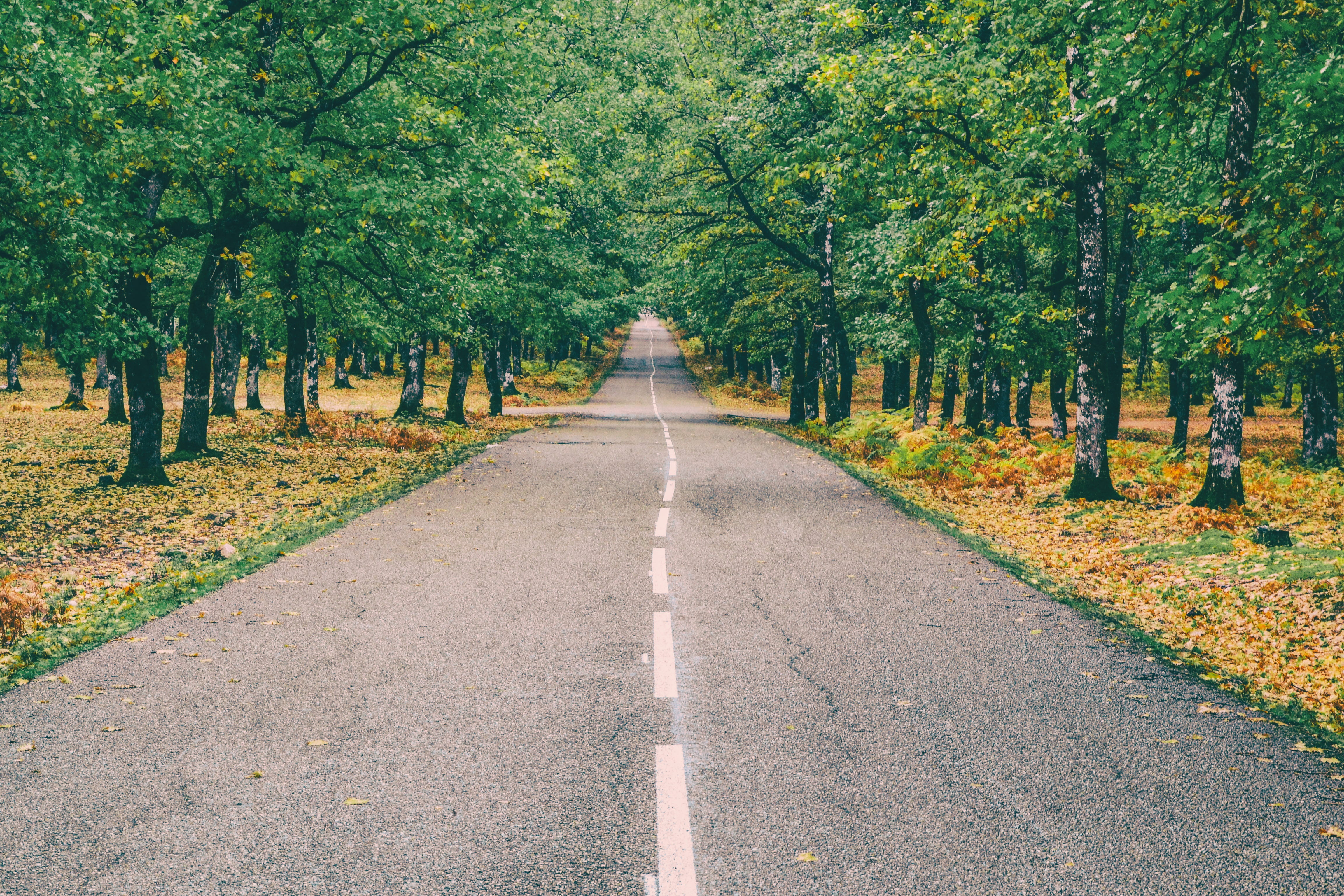 recreation, color, marking, foloi, park, day, concrete, no people, tranquility, way, foliage, wood, trees, forest, diminishing perspective, outdoors, centaurus, HD Wallpaper