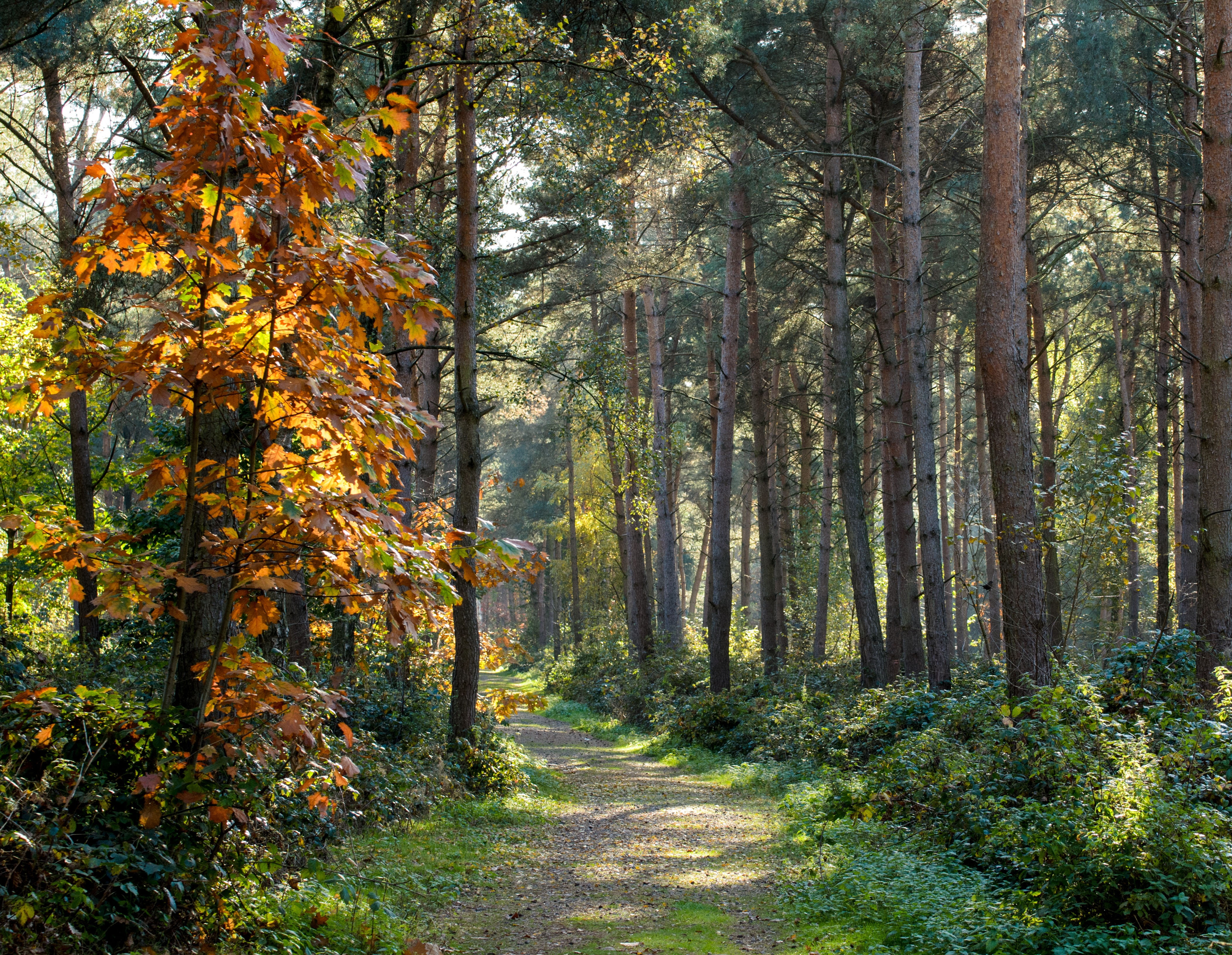the way forward, no people, forest landscape, trunk, bright, sunlight, leaves, walk, fall, scenic, tree trunk, tranquility, seasonal, plant, scenics - nature, HD Wallpaper