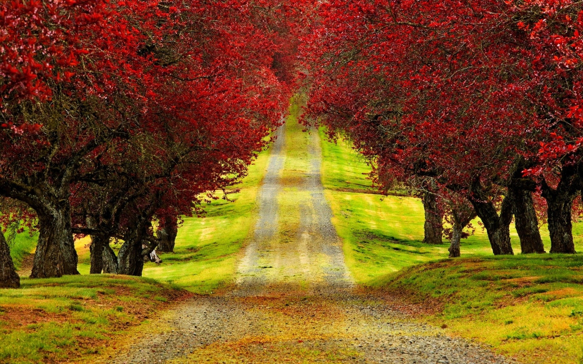 1080P, road, plant, change, diminishing perspective, no people, outdoors, beauty in nature, nature, landscape, scenics - nature, environment, land, tranquil scene, HD Wallpaper