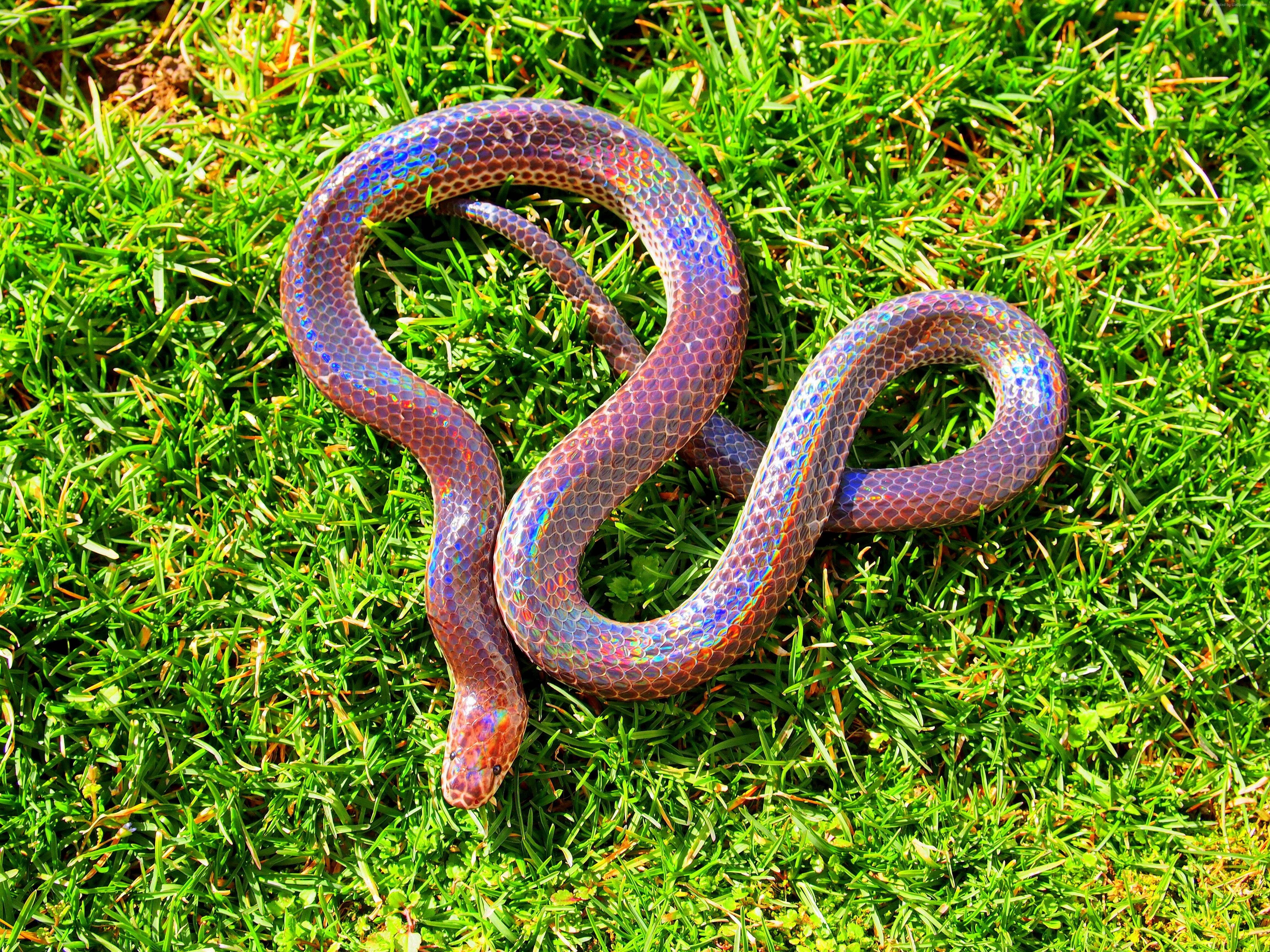 tourism, green grass, amazing, skin, Philippines, southern China, 4K, Myanmar, Sunbeam snake, holographic, HD Wallpaper