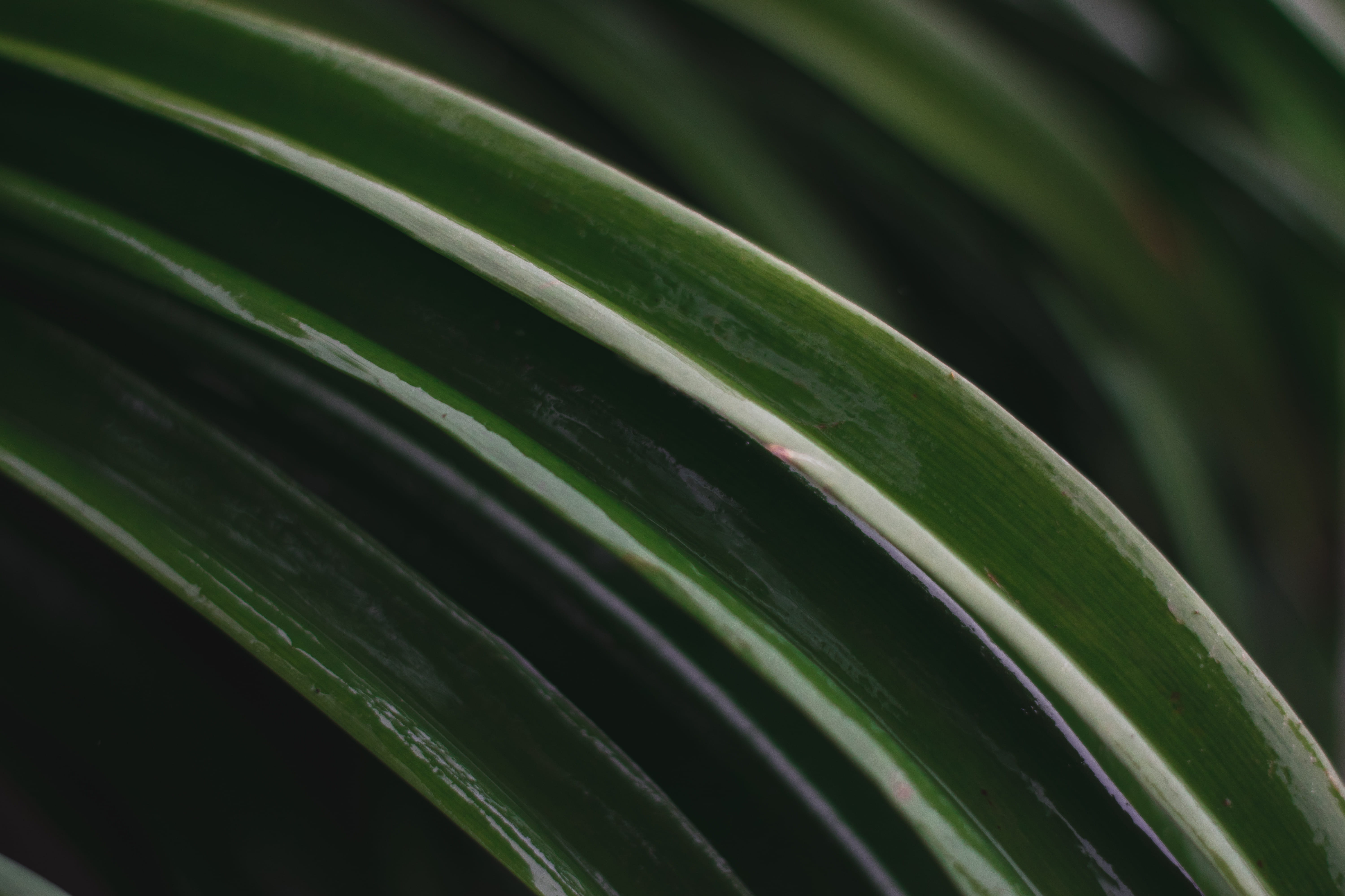art, simple, wet, full frame, geometry, growth, new, close-up, plant part, lines, palm leaf, day, tree, featured, pattern, leaves, focus on foreground, HD Wallpaper