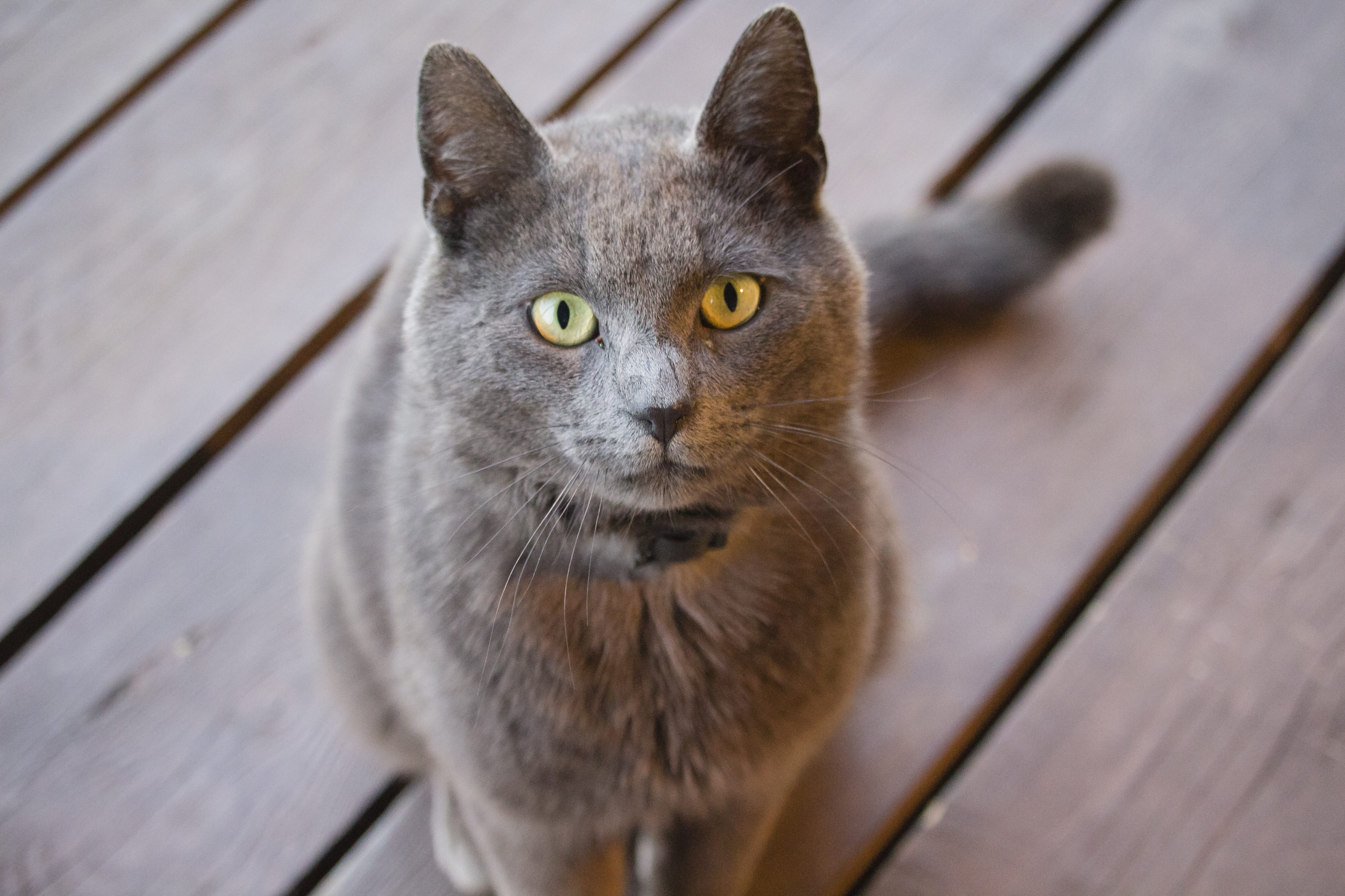 5K, feline, vertebrate, pet, domestic cat, portrait, russian, whisker, yellow eyes, plank, cat, floor, one animal, tomcat, animal, sitting, eyes, cats eyes, HD Wallpaper