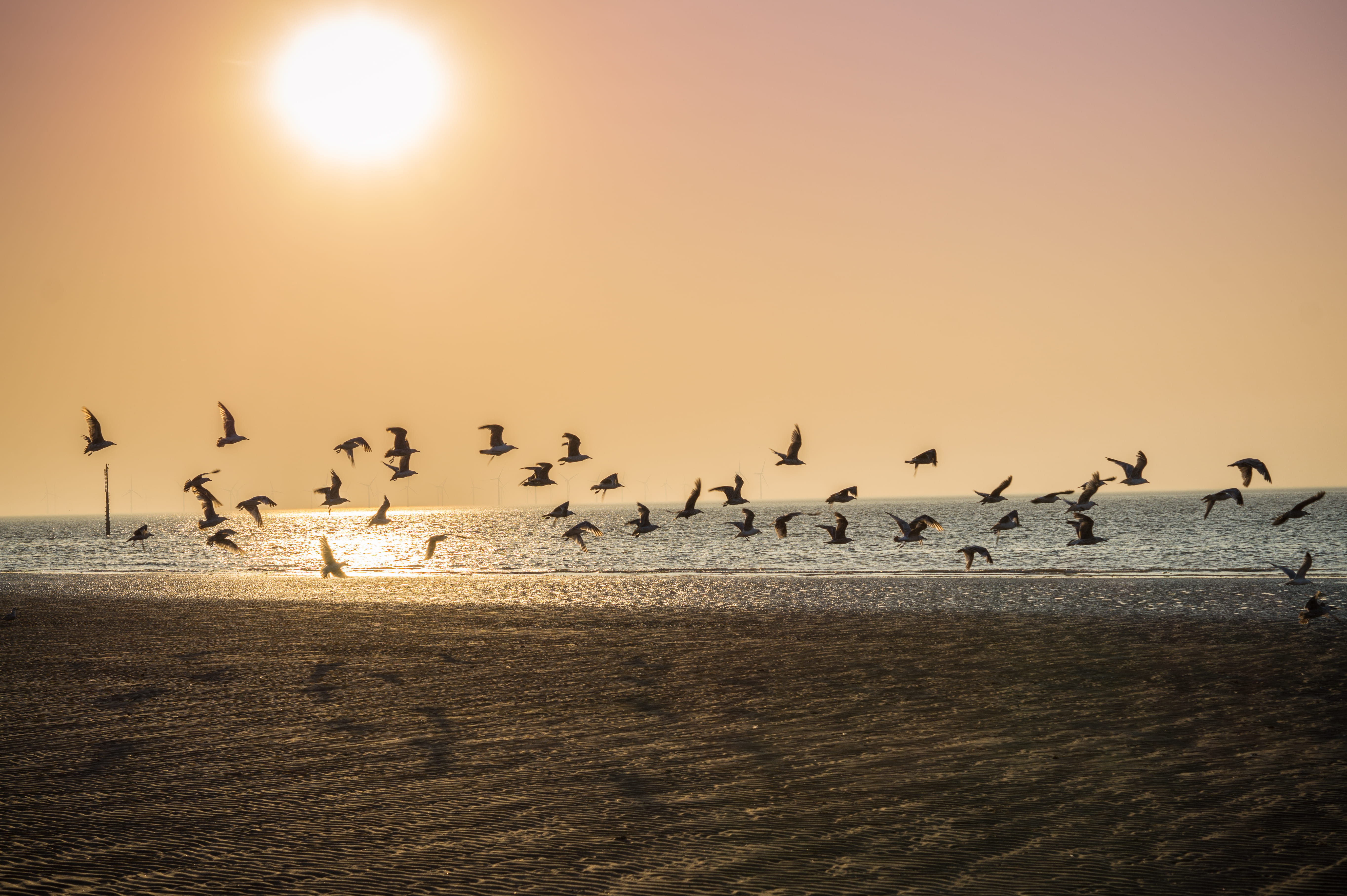 animal themes, group of animals, ocean, beauty in nature, vertebrate, land, horizon over water, new brighton, animals in the wild, large group of animals, HD Wallpaper