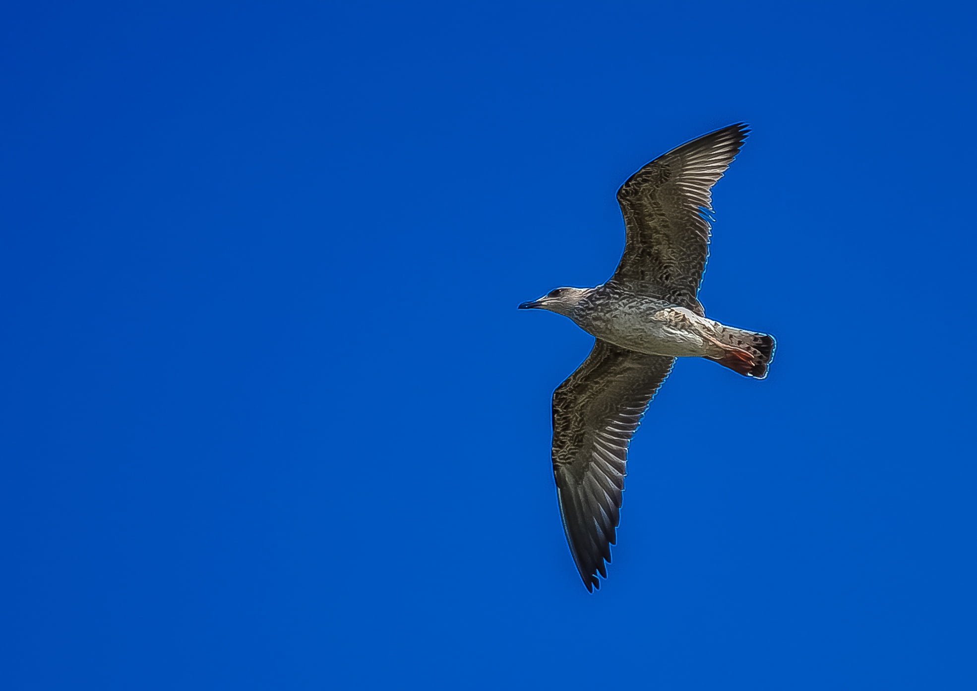 wildlife, bird of prey, spread wings, copy space, animals in the wild, mid-air, dom, sea, no people, 1080P, animal Wing, gray, vertebrate, wild, wind, HD Wallpaper