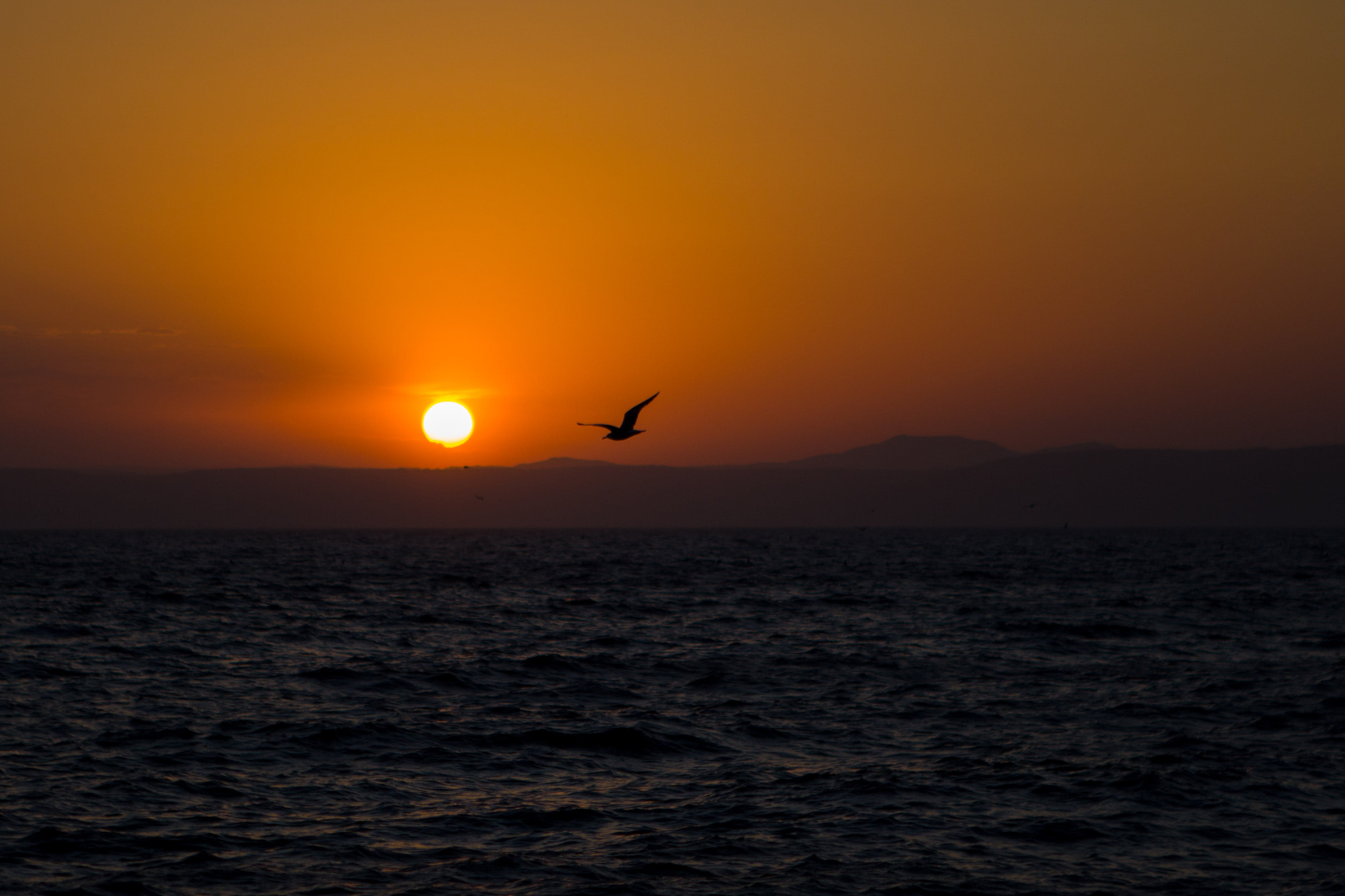 seashore, animal themes, evening, silhouette, seagull, mid-air, sun, tranquil scene, no people, sea, animals in the wild, animal wildlife, scenics - nature, HD Wallpaper