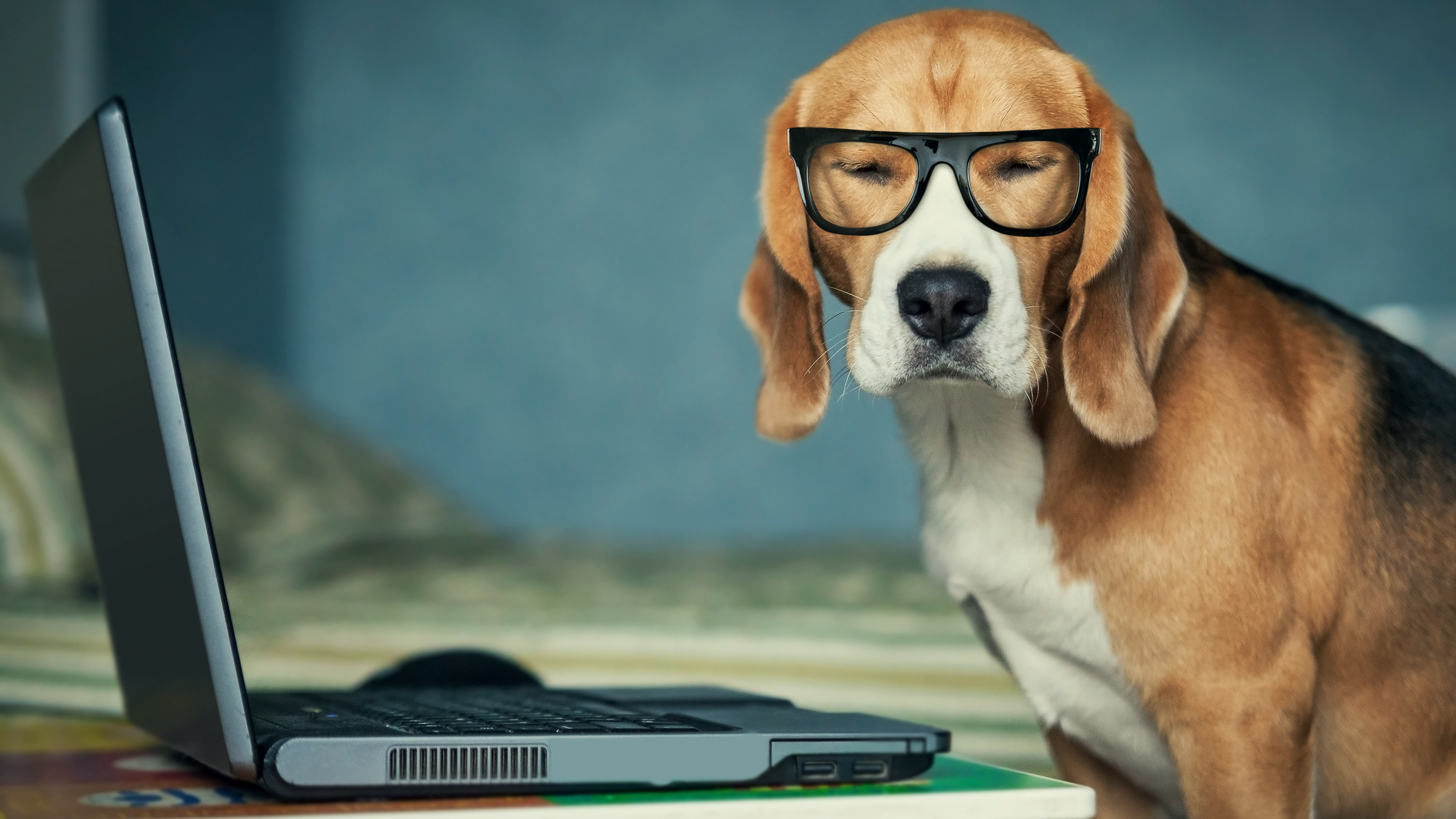 communication, connection, pets, animal, focus on foreground, dog, table, laptop, technology, canine, dog with glasses using computer, animal themes, 8K, HD Wallpaper