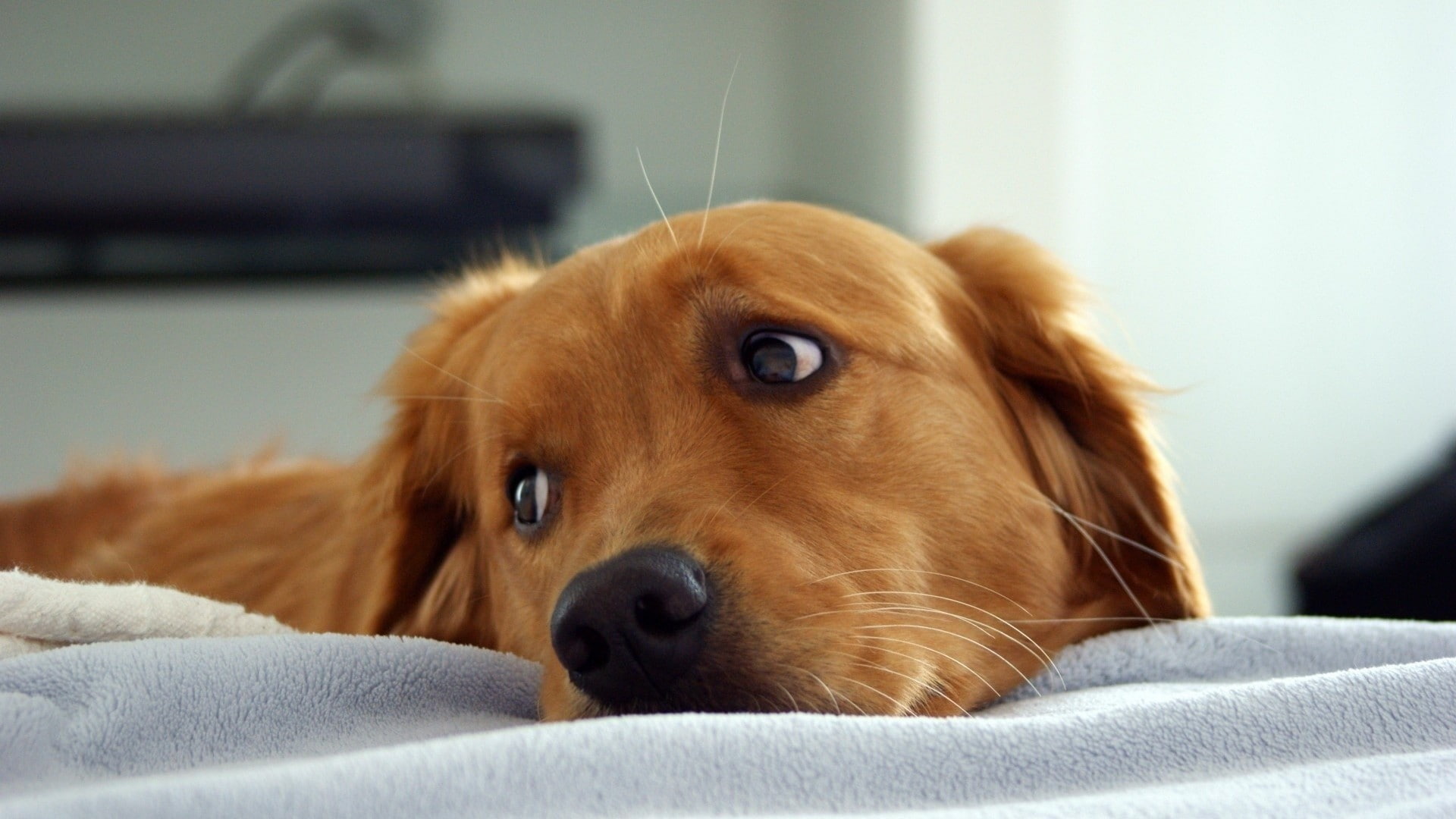 indoors, golden retrievers, pets, animal themes, 1080P, lying down, animal, domestic room, dog, sofa, furniture, no people, domestic animals, small, focus on foreground, HD Wallpaper