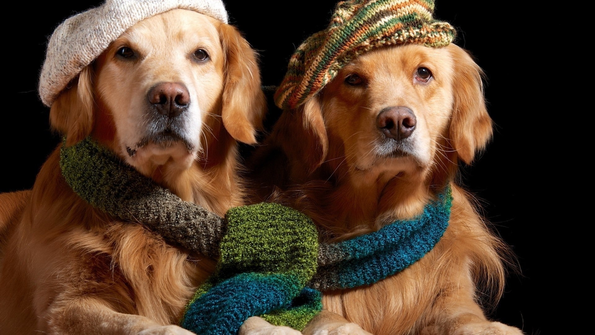 animals, animal themes, no people, group of animals, close-up, domestic, canine, studio shot, domestic animals, golden retrievers, hat, clothing, portrait, HD Wallpaper
