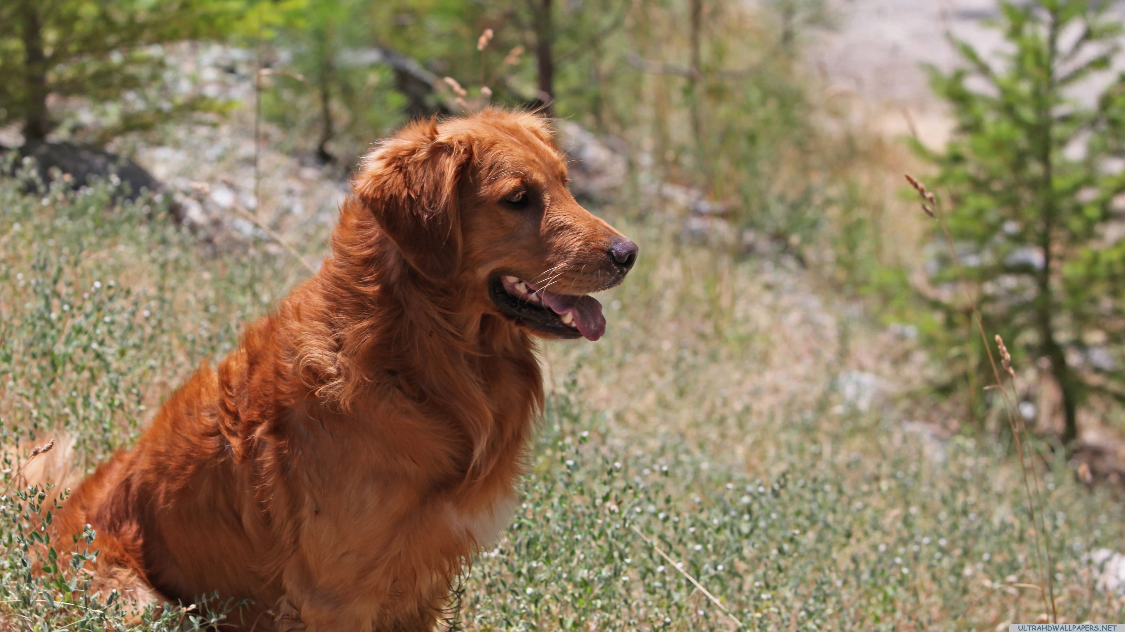 domestic, mouth open, nature, animals, day, canine, focus on foreground, domestic animals, field, pets, no people, looking away, 4K, land, one animal, HD Wallpaper