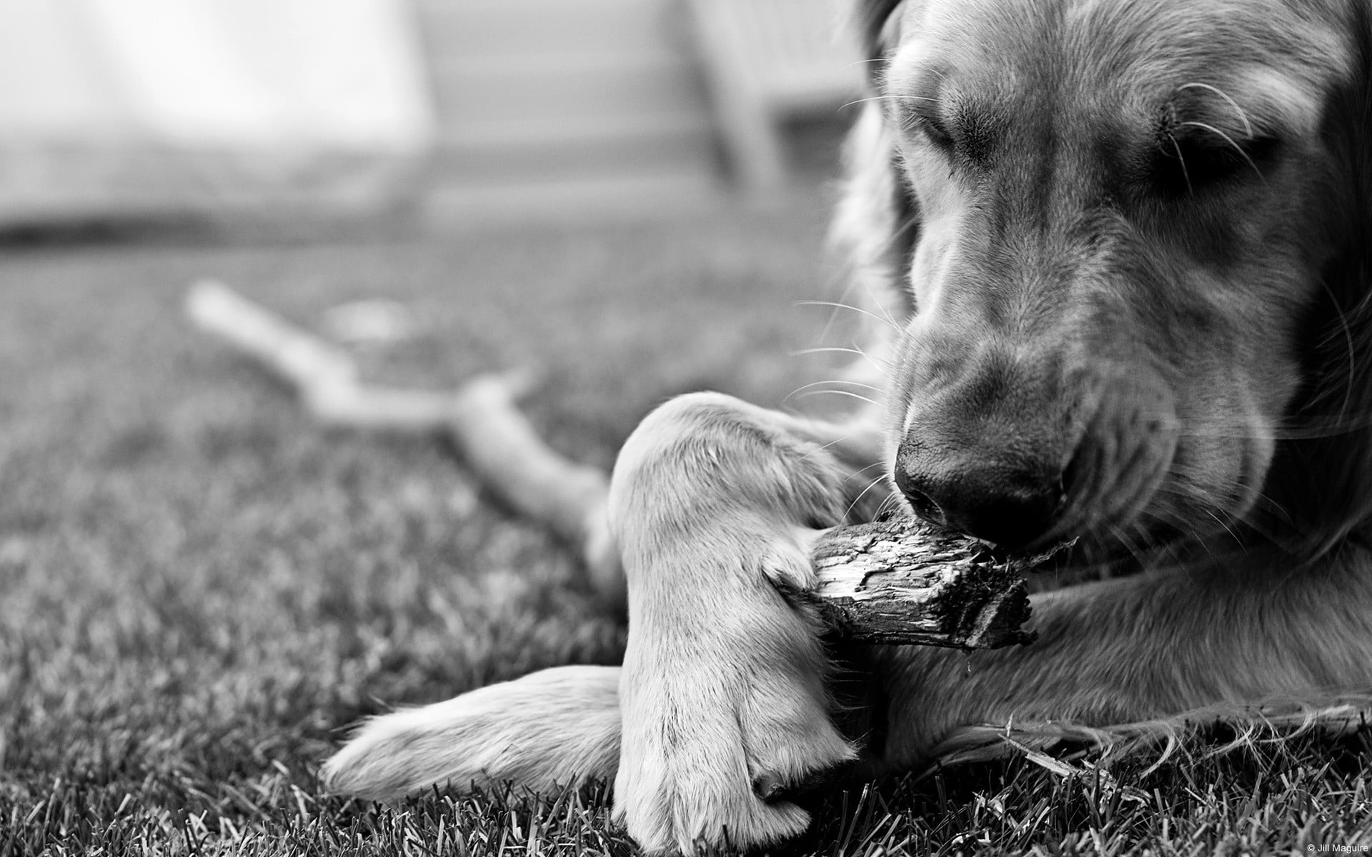 canine, animals, retriever, monochrome, golden retrievers, animal, mammal, lying down, grass, one animal, animal themes, pets, domestic animals, day, resting, HD Wallpaper