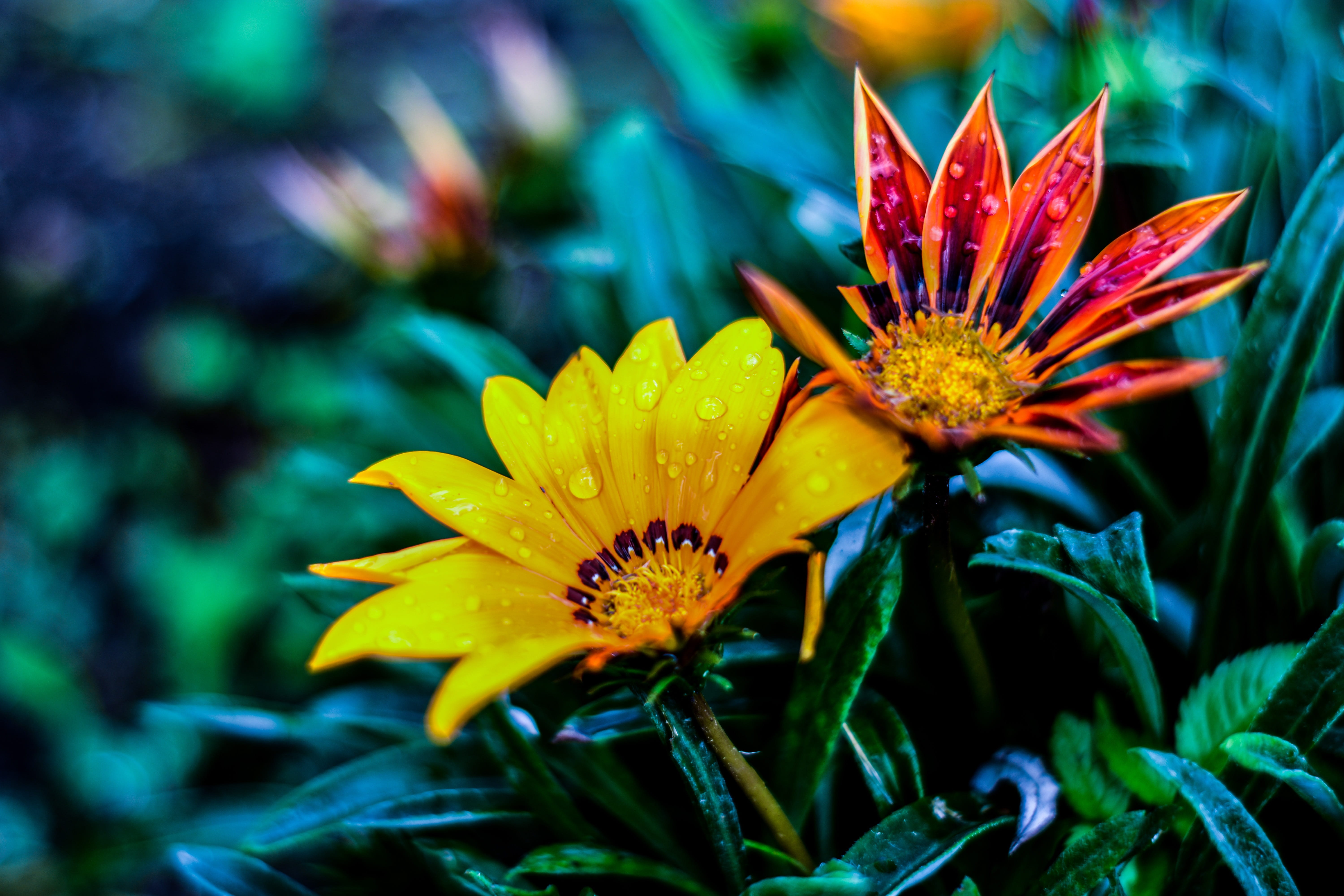 naturaleza, growth, plant, pollen, yellow, flower head, bella flor, no people, beauty in nature, gérbela, 5K, flower, vulnerability, linda flor, flowering plant, HD Wallpaper