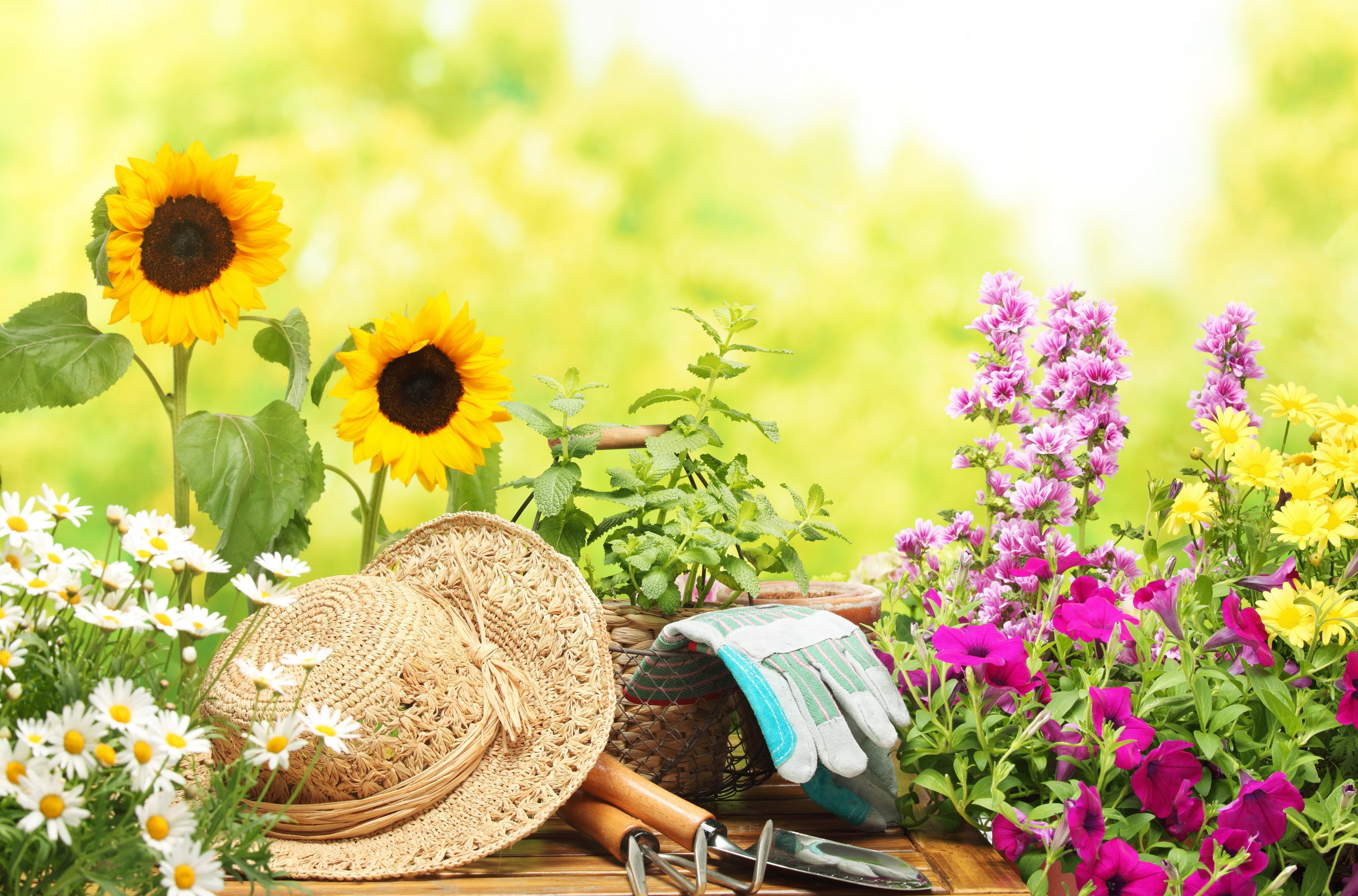 assorted, 4K, blur, vulnerability, purple, fragility, beauty in nature, petaled, flower, plant, sunflower, brown, fullscreen, sunhat, widescreen, gloves, HD Wallpaper