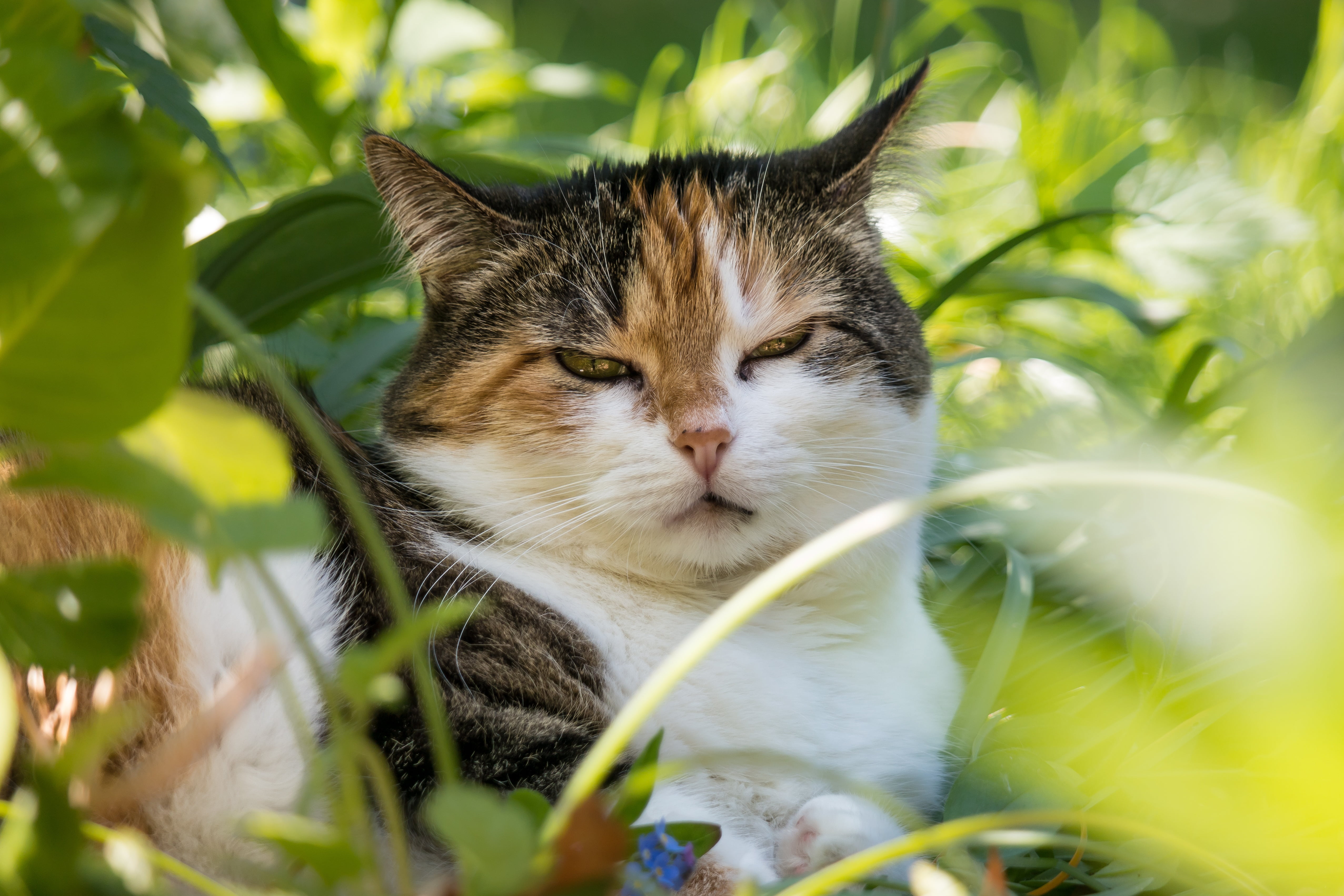 no people, green Color, close-up, plant, 4K, cat, concerns, domestic Animals, domestic, mammal, leaf, animal, tabby, observation, lucky cat, hiding place, HD Wallpaper