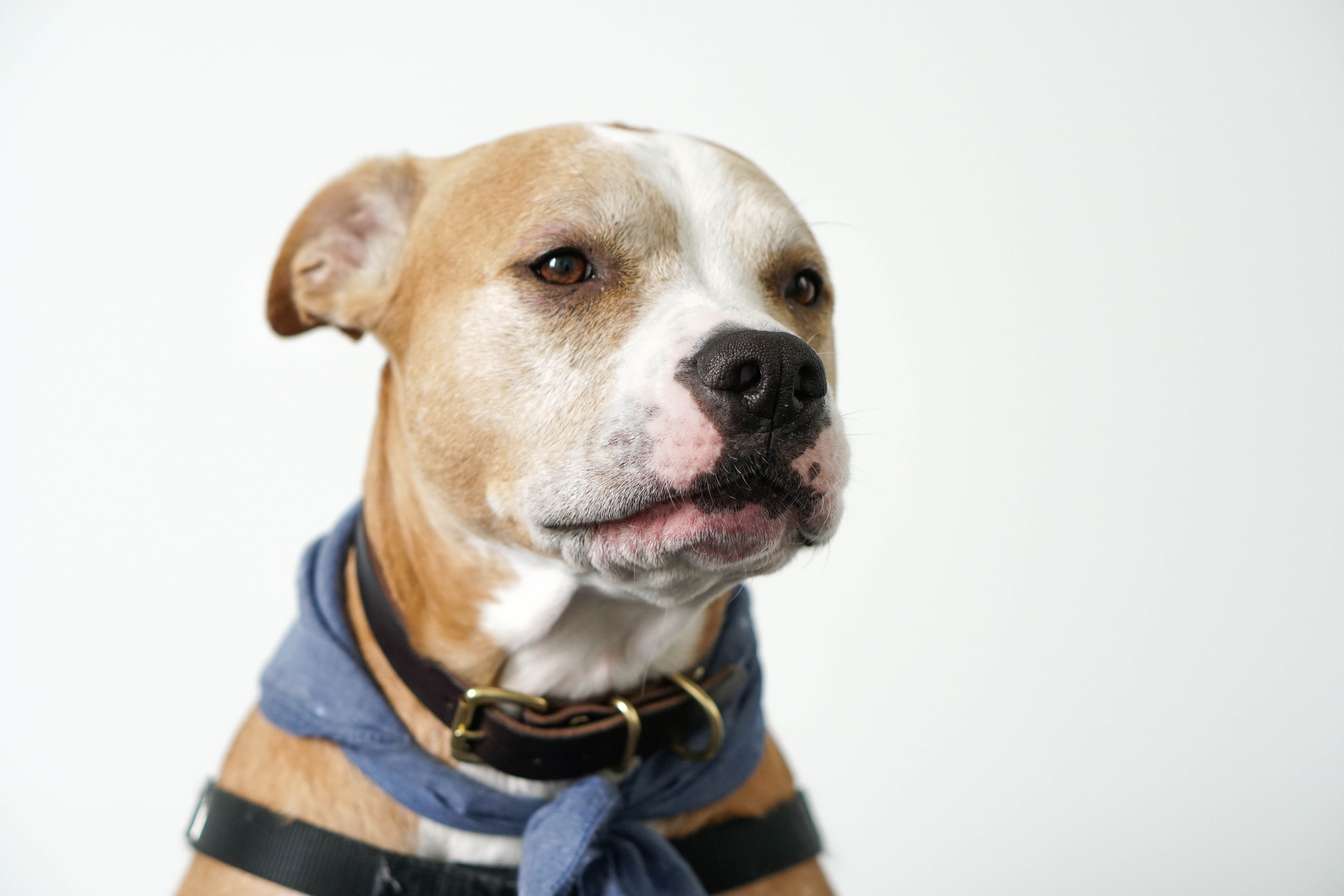 animal themes, mammal, human, purebred dog, portrait, animal, no people, vertebrate, close-up, pitbull, white, united states, looking, face, person, indoors, HD Wallpaper