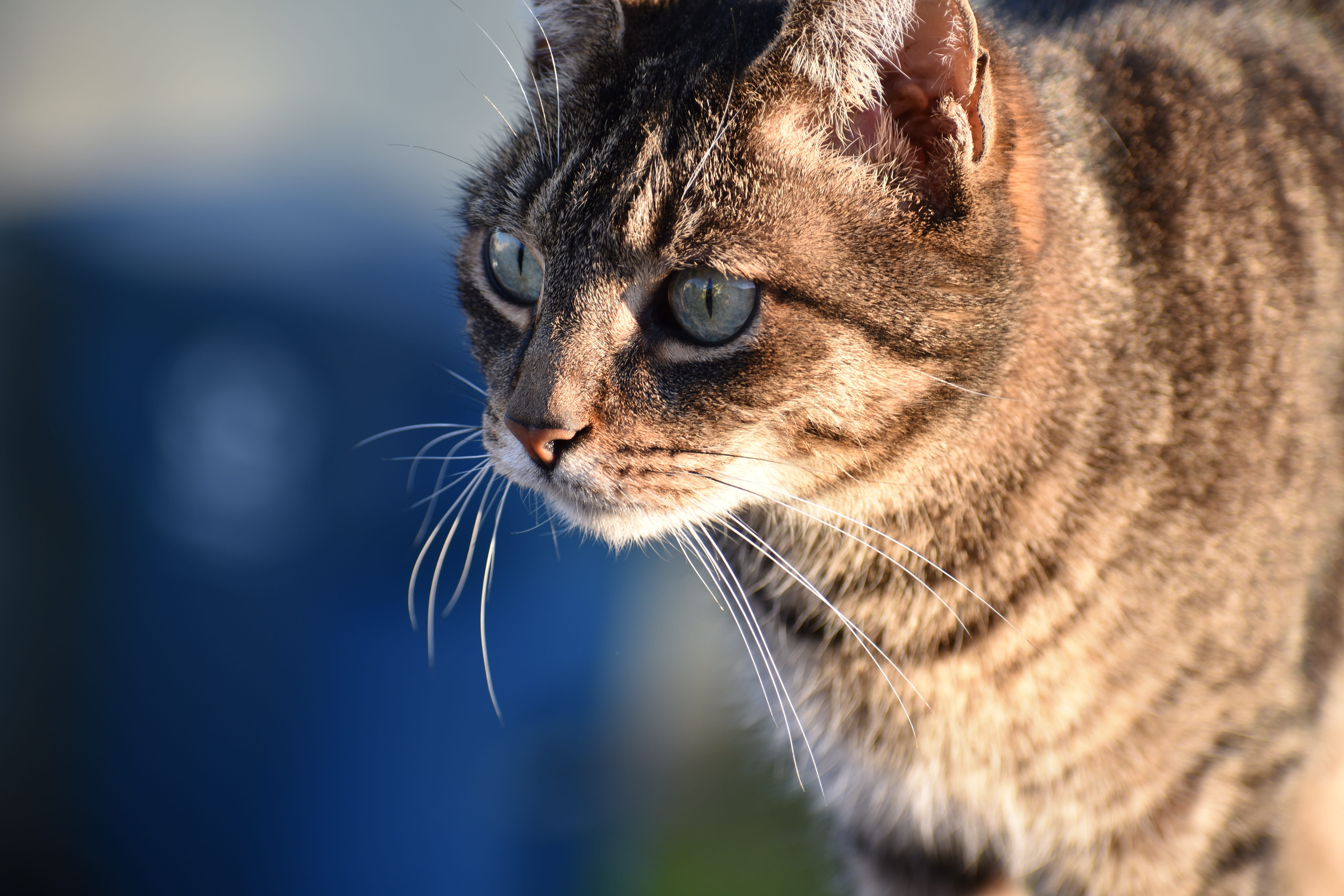 profile view, animal, domestic, 5K, close-up, whisker, feline, blue, grey, no people, vertebrate, looking away, tabby, one animal, mammal, domestic animals, HD Wallpaper
