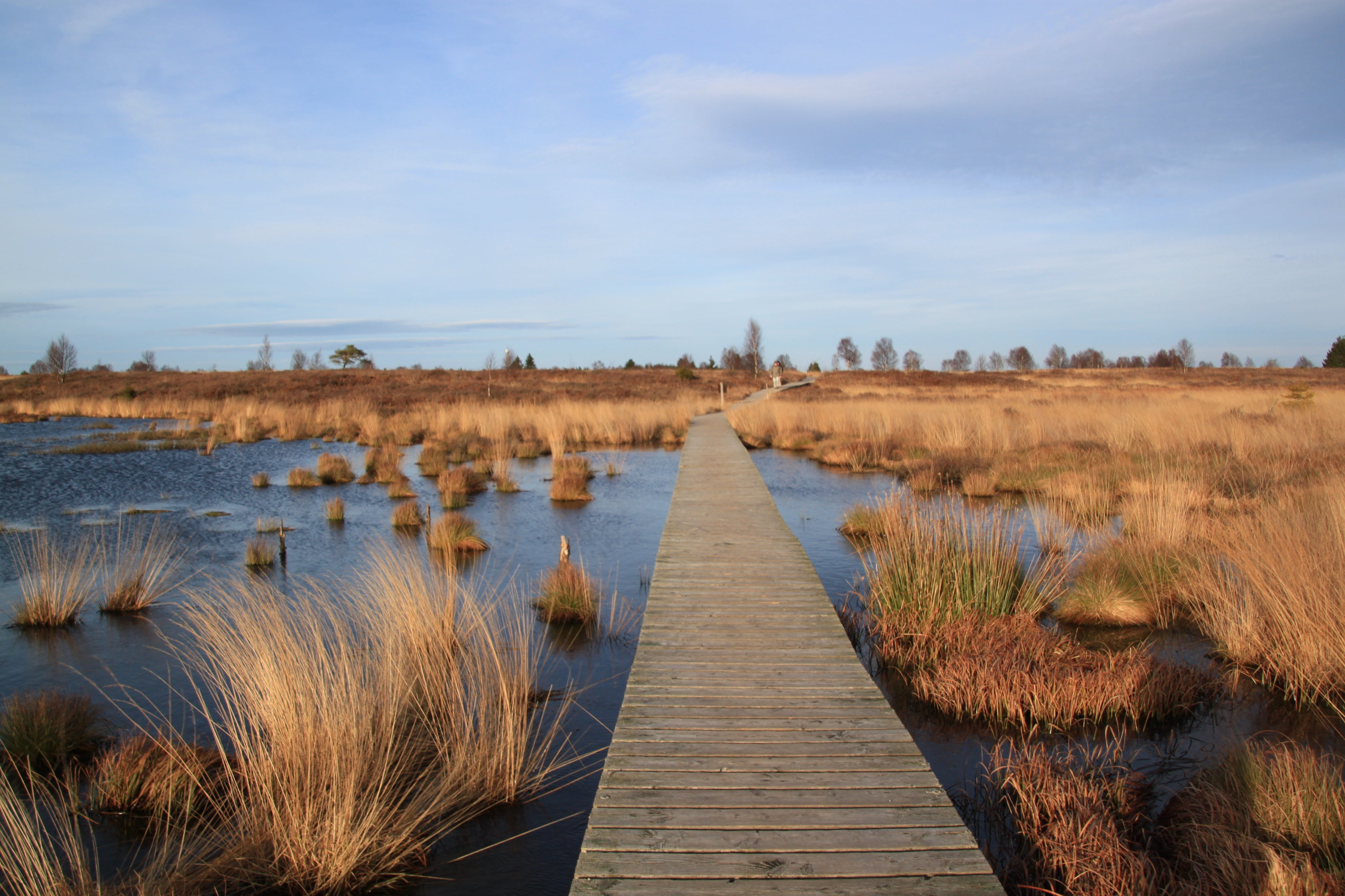 no people, body, moor, hike, moist, wooden bridge, 4K, swampy, diminishing perspective, boardwalk, wooden boards, marsh, tranquil scene, land, nature reserve, HD Wallpaper