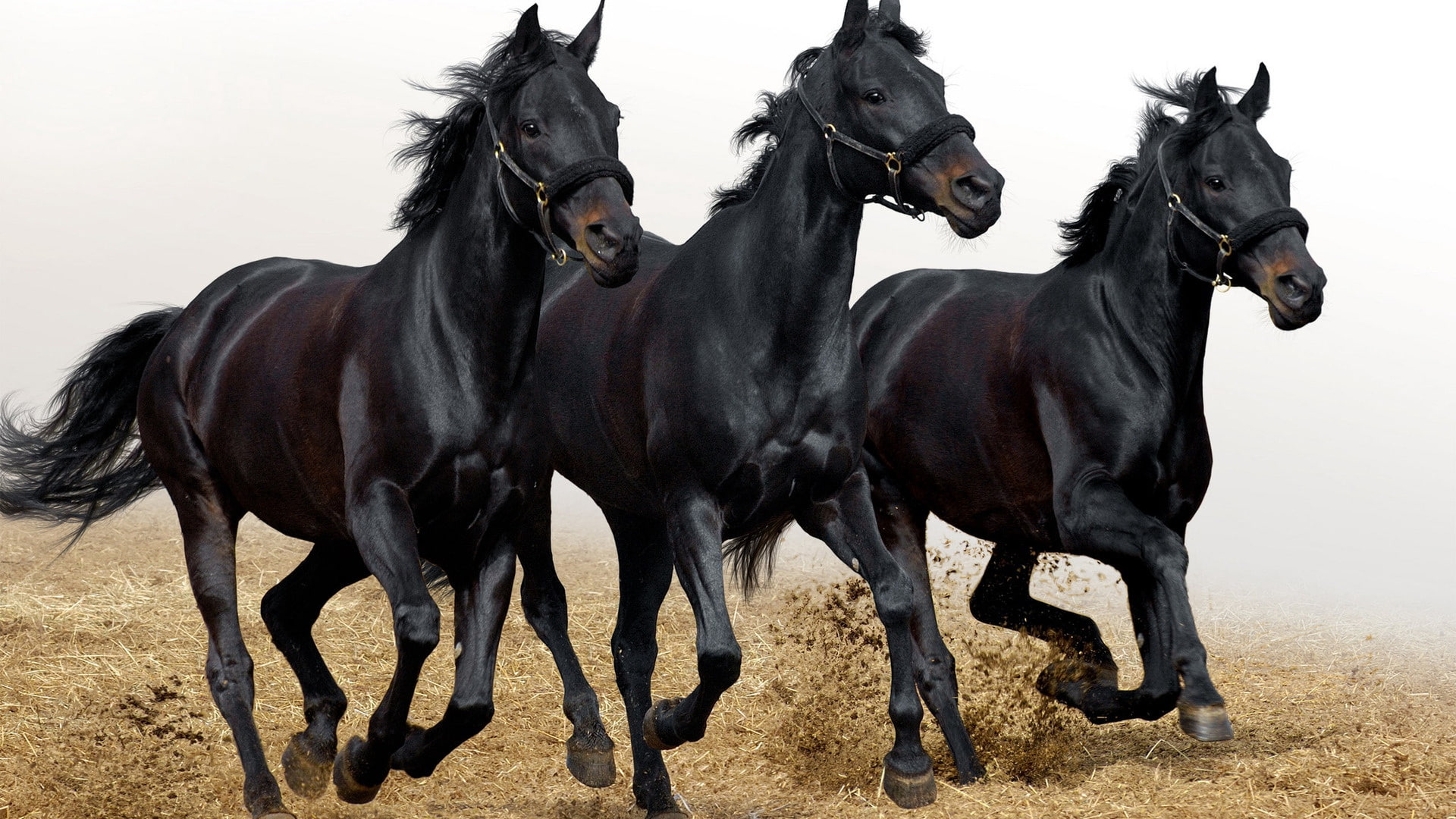 run, horses, head, three, 1080P, HD Wallpaper