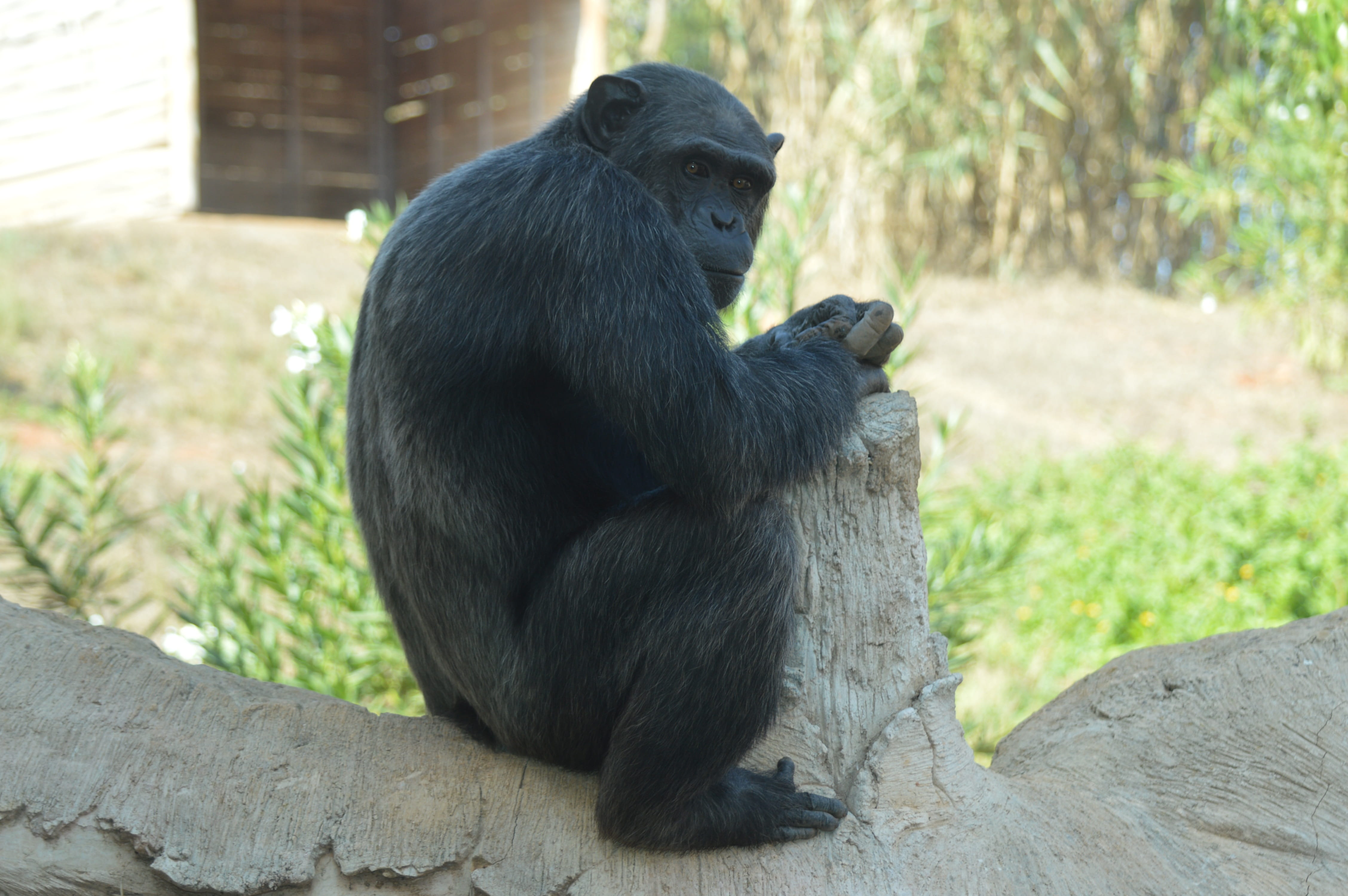 day, one animal, mammal, monkey, relaxation, black color, no people, vertebrate, outdoors, chimpanzee, focus on foreground, nature, mammals, primate, zoo, HD Wallpaper