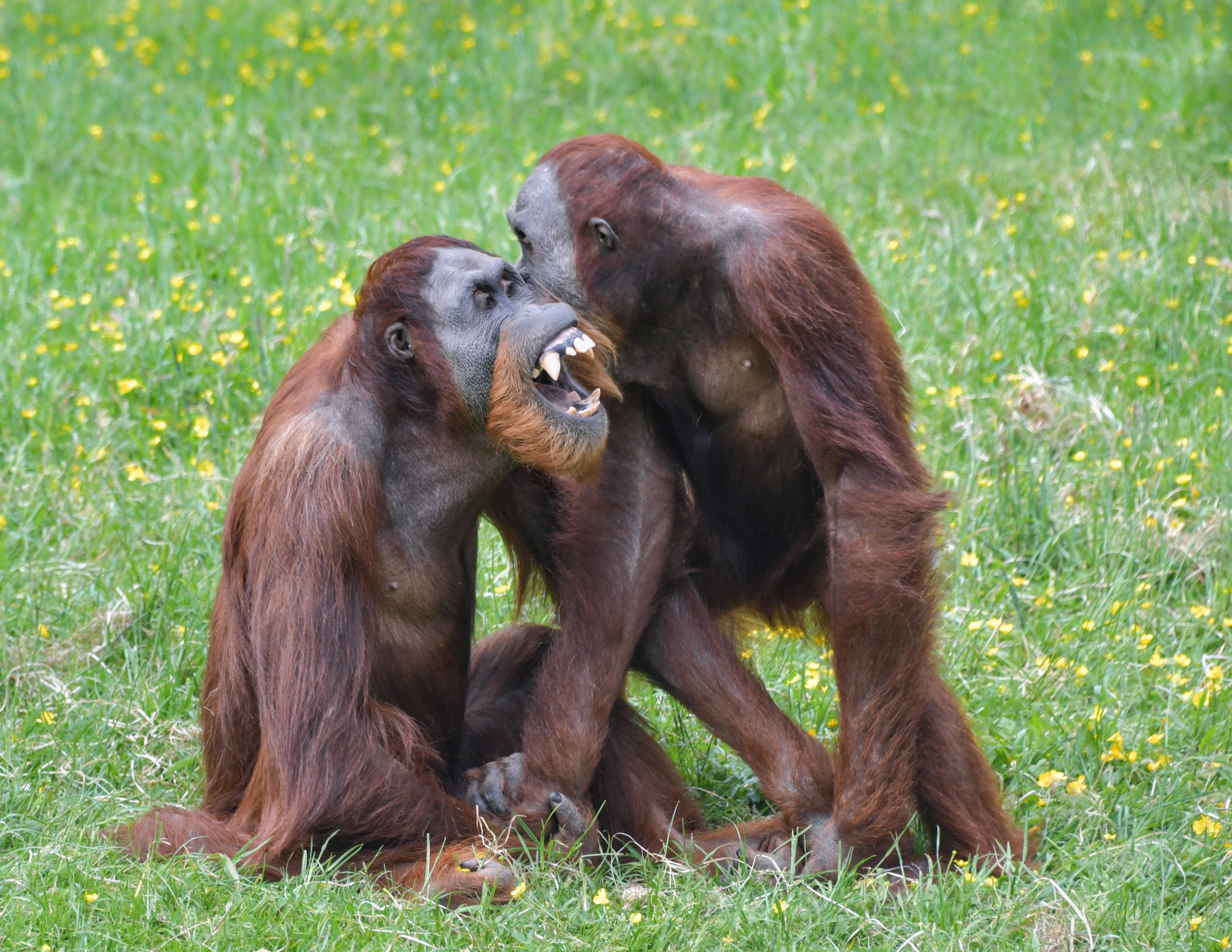 4K, mammal, primate, no people, outdoors, young animal, animals in the wild, animal family, two, orangutan, care, pongo, monkey, roux, grass, togetherness, HD Wallpaper