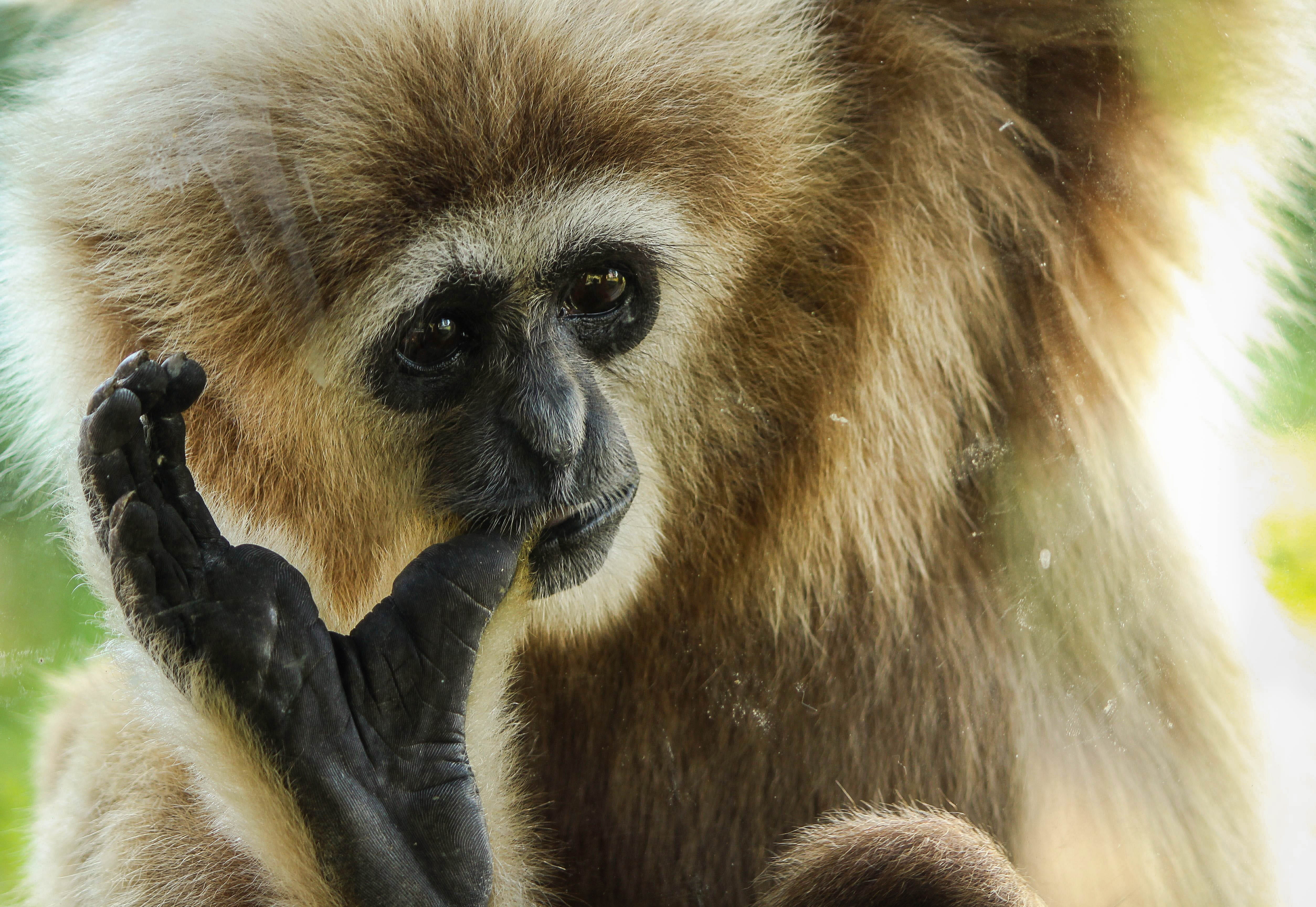 animal family, Mammal, Primate, focus on foreground, animal themes, tropical Rainforest, no people, zoo, Gibbon, endangered Species, 4K, looking away, HD Wallpaper