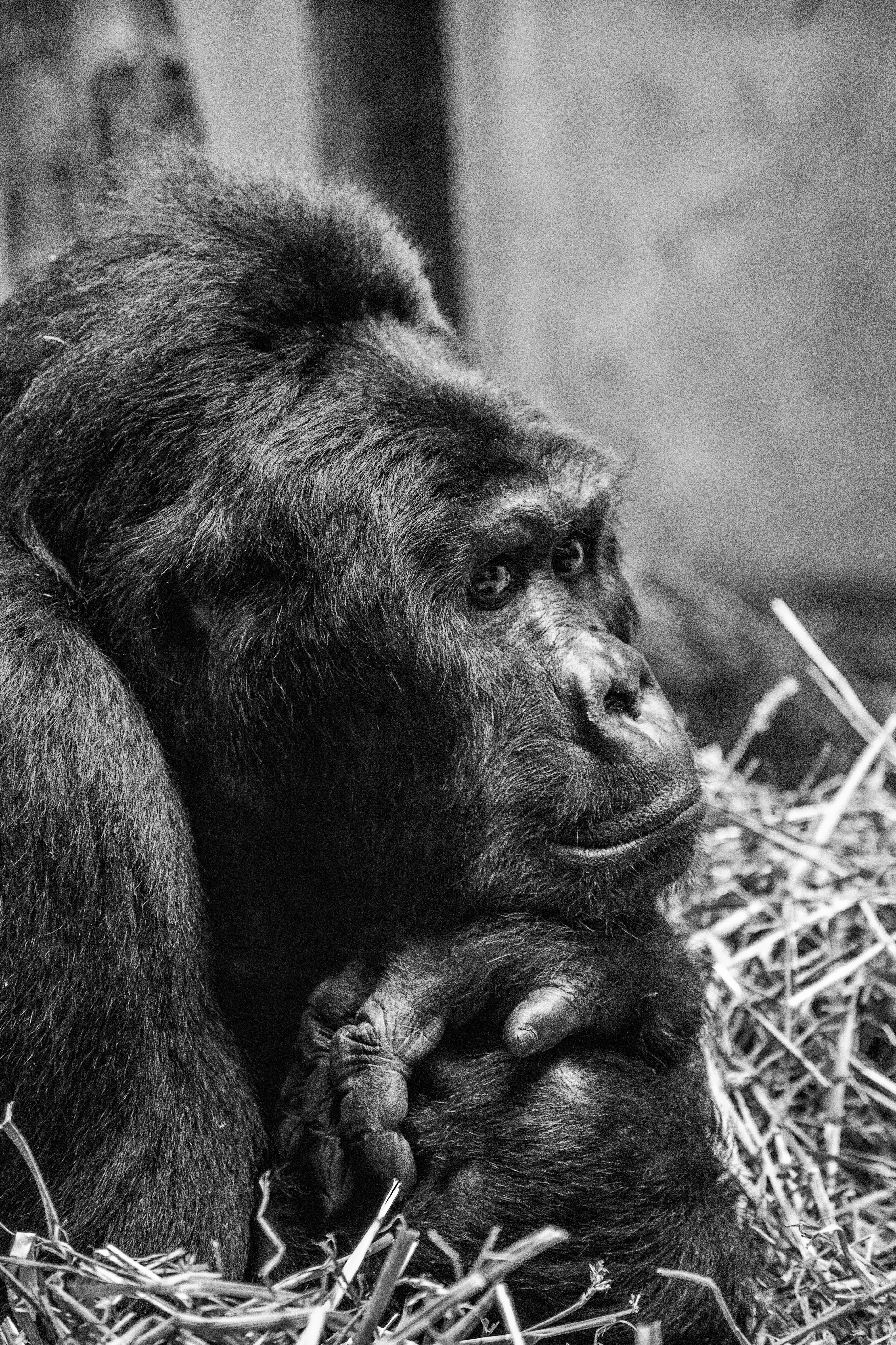 animal, primate, day, animal head, ape, humanoid, relaxation, animals in captivity, monkey, looking, animal wildlife, hominid, one animal, focus on foreground, Phone HD Wallpaper
