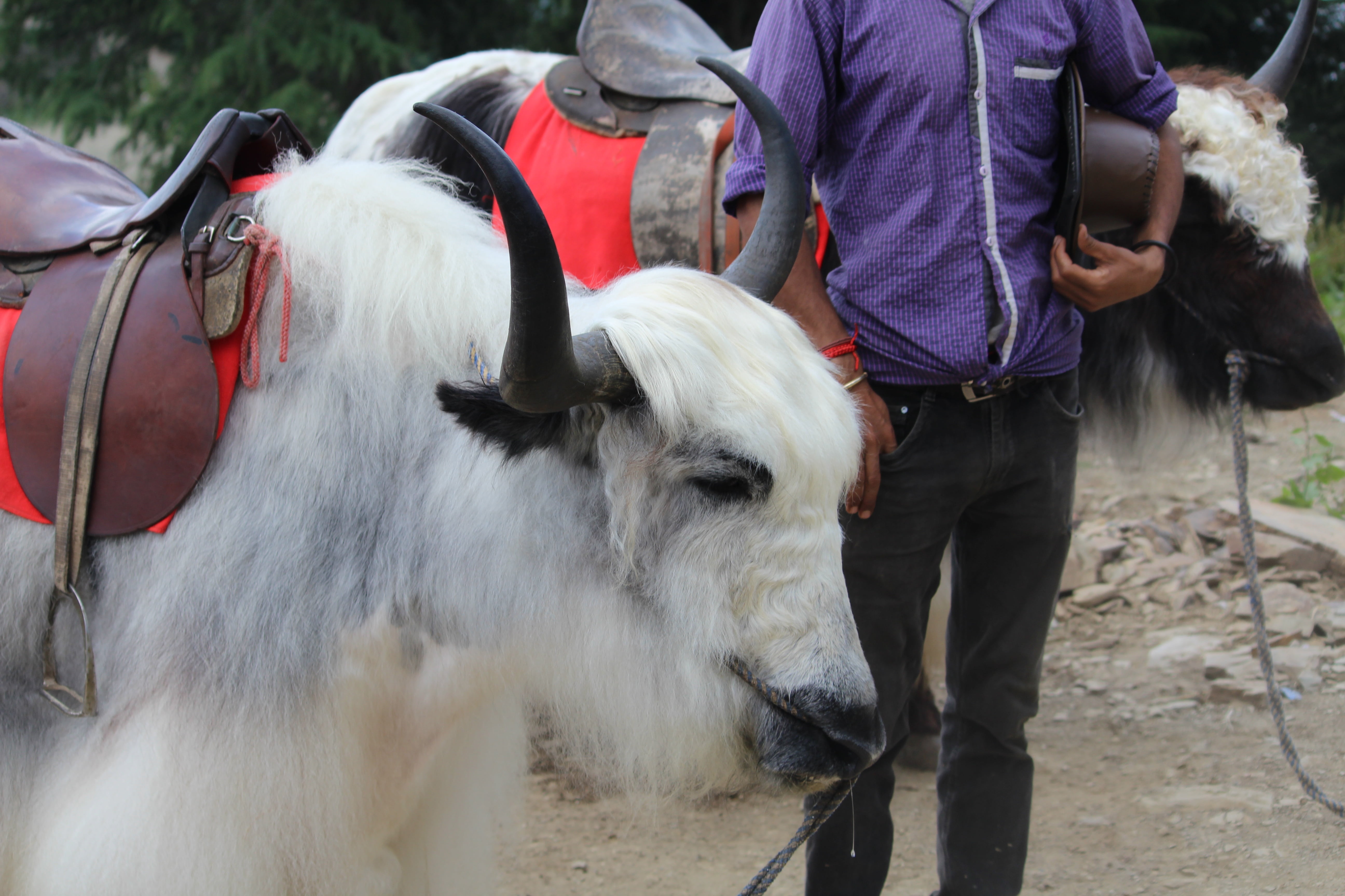 mammal, day, domestic animals, real people, outdoors, domestic, one animal, field, yak, 5K, herbivorous, livestock, animal, working animal, vertebrate, HD Wallpaper