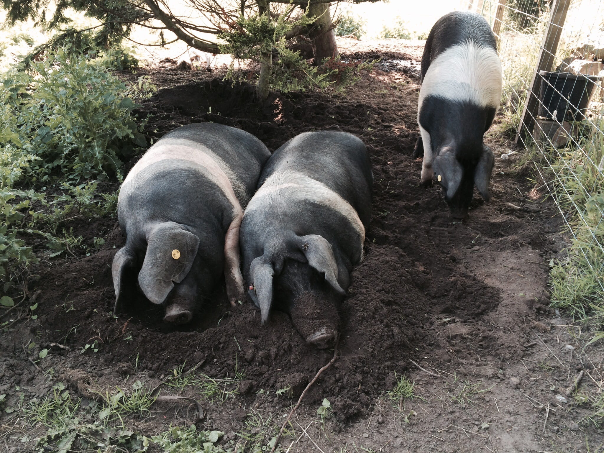 saddleback pigs, field, boar, pets, no people, young animal, animal themes, farming, domestic animals, domestic, country, animal family, herbivorous, high angle view, HD Wallpaper